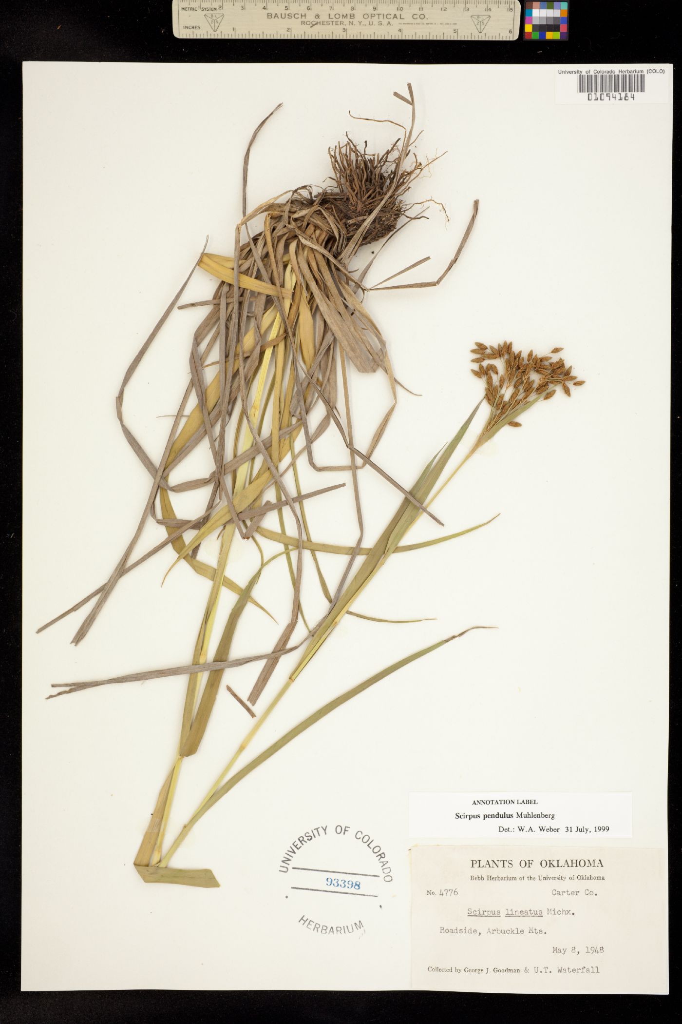 Scirpus pendulus image