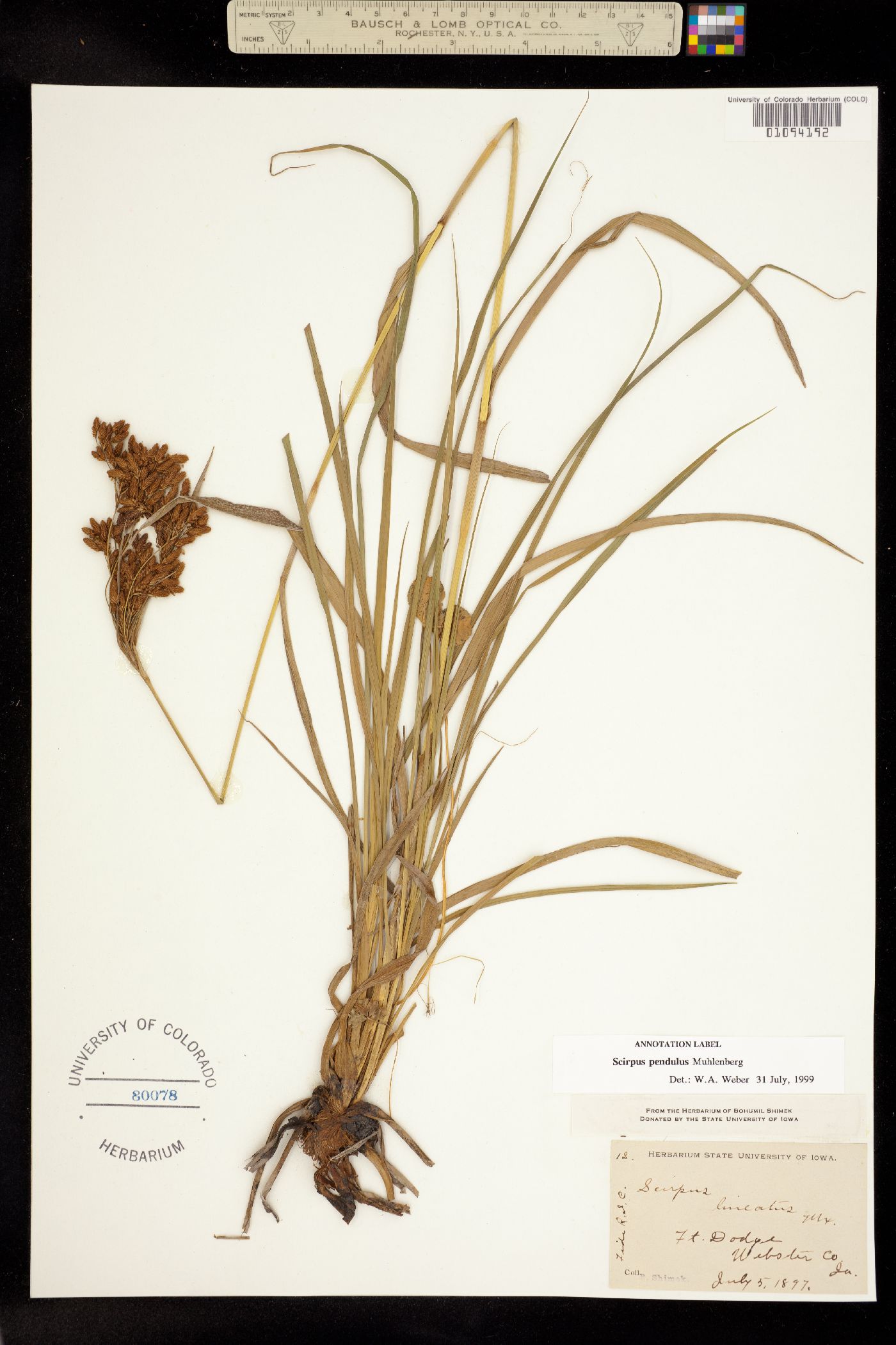 Scirpus pendulus image