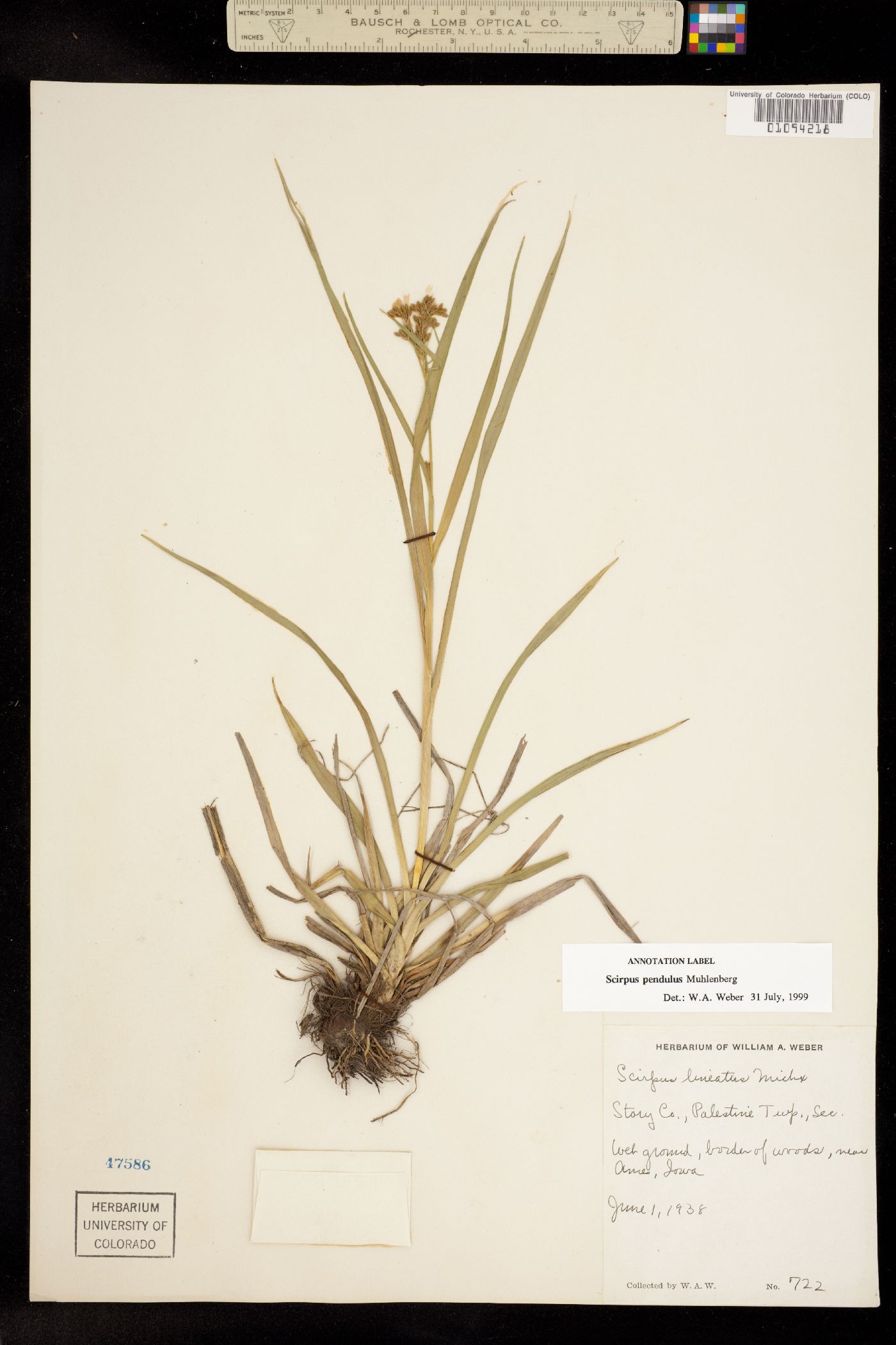 Scirpus pendulus image