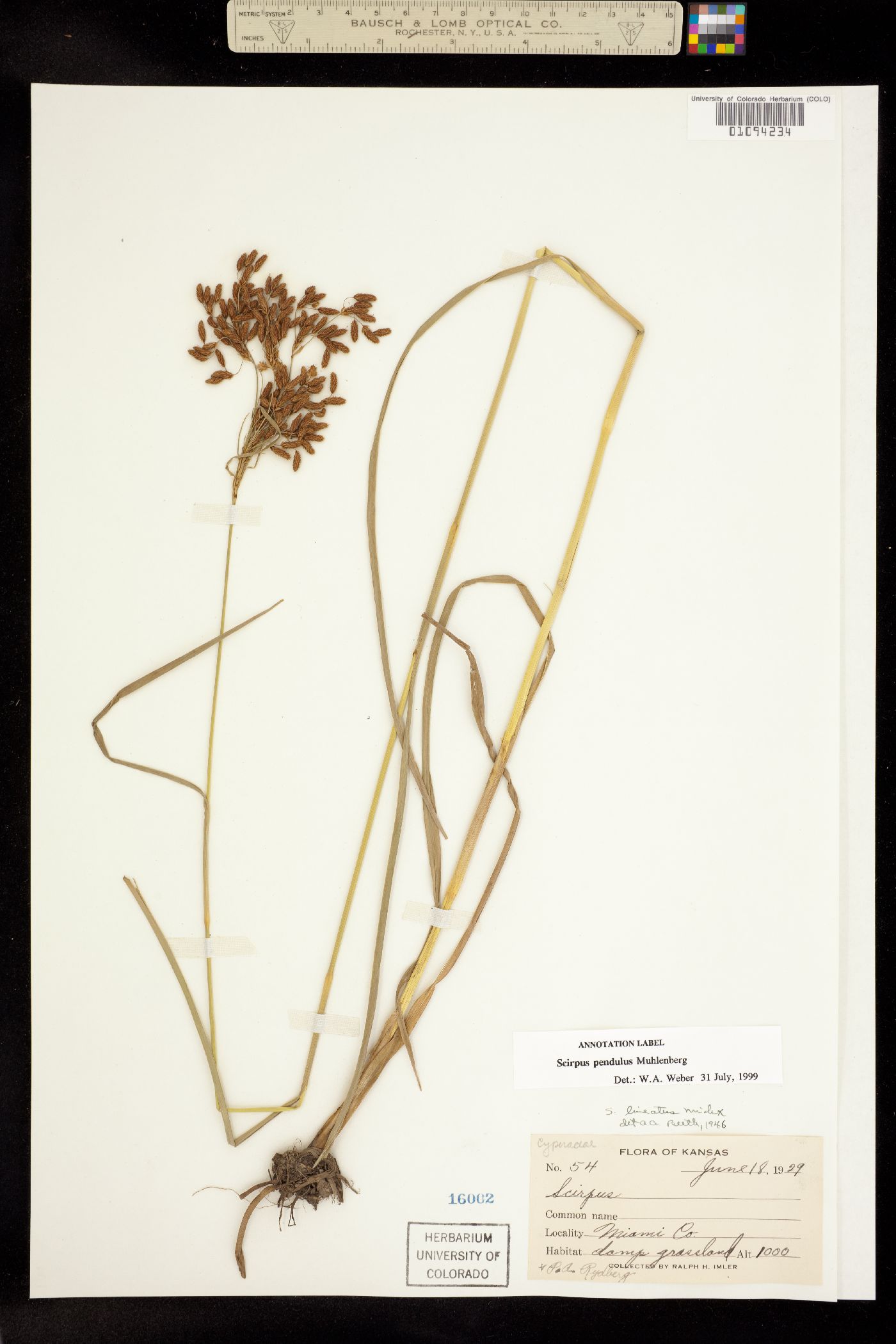 Scirpus pendulus image