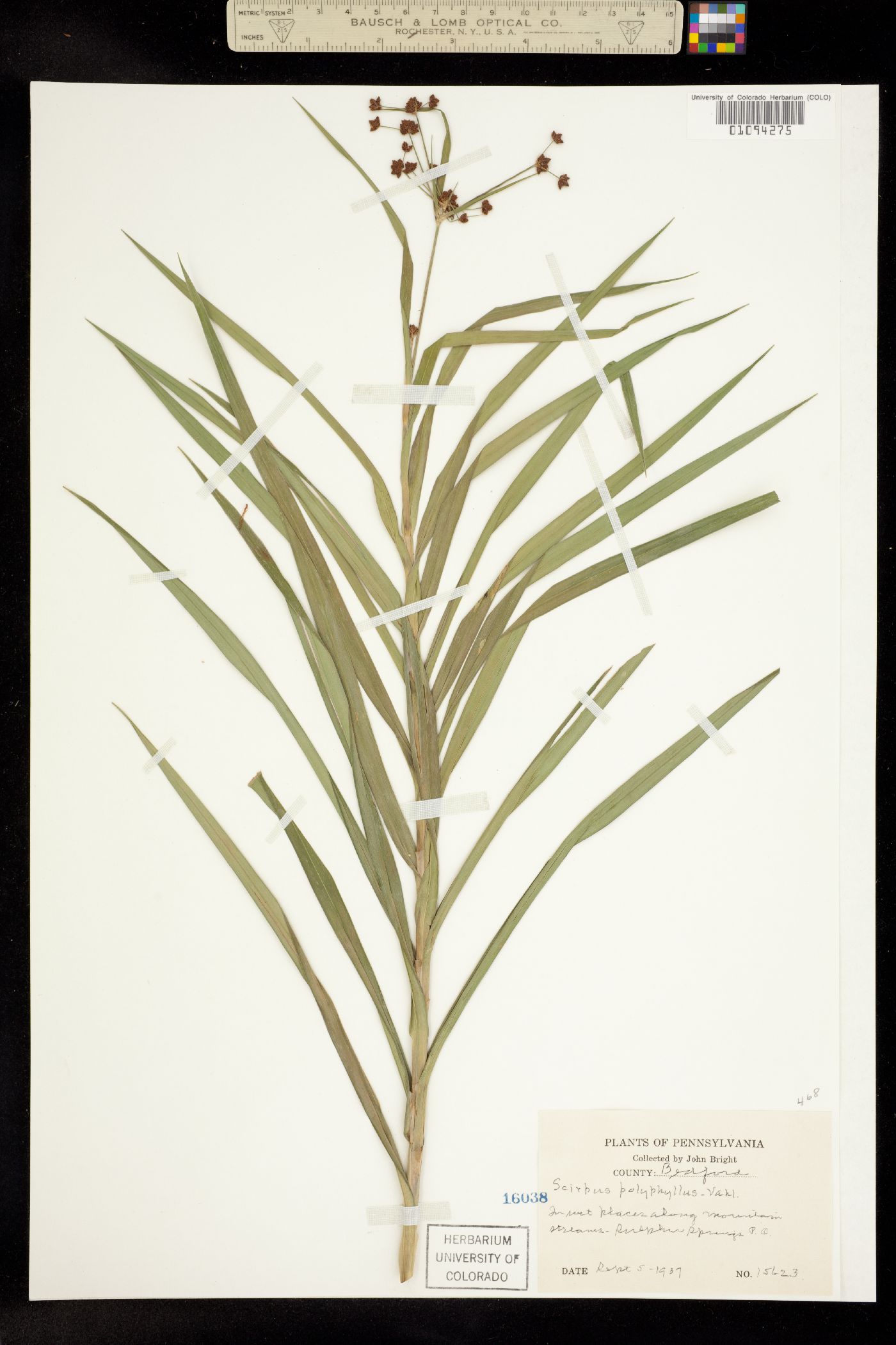 Scirpus polyphyllus image