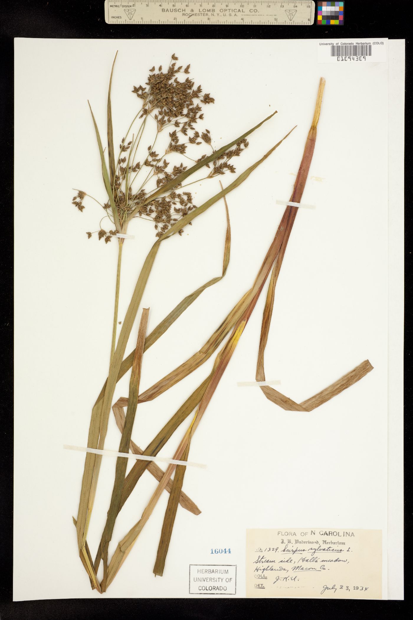 Scirpus sylvaticus image