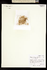Eriophorum crinigerum image