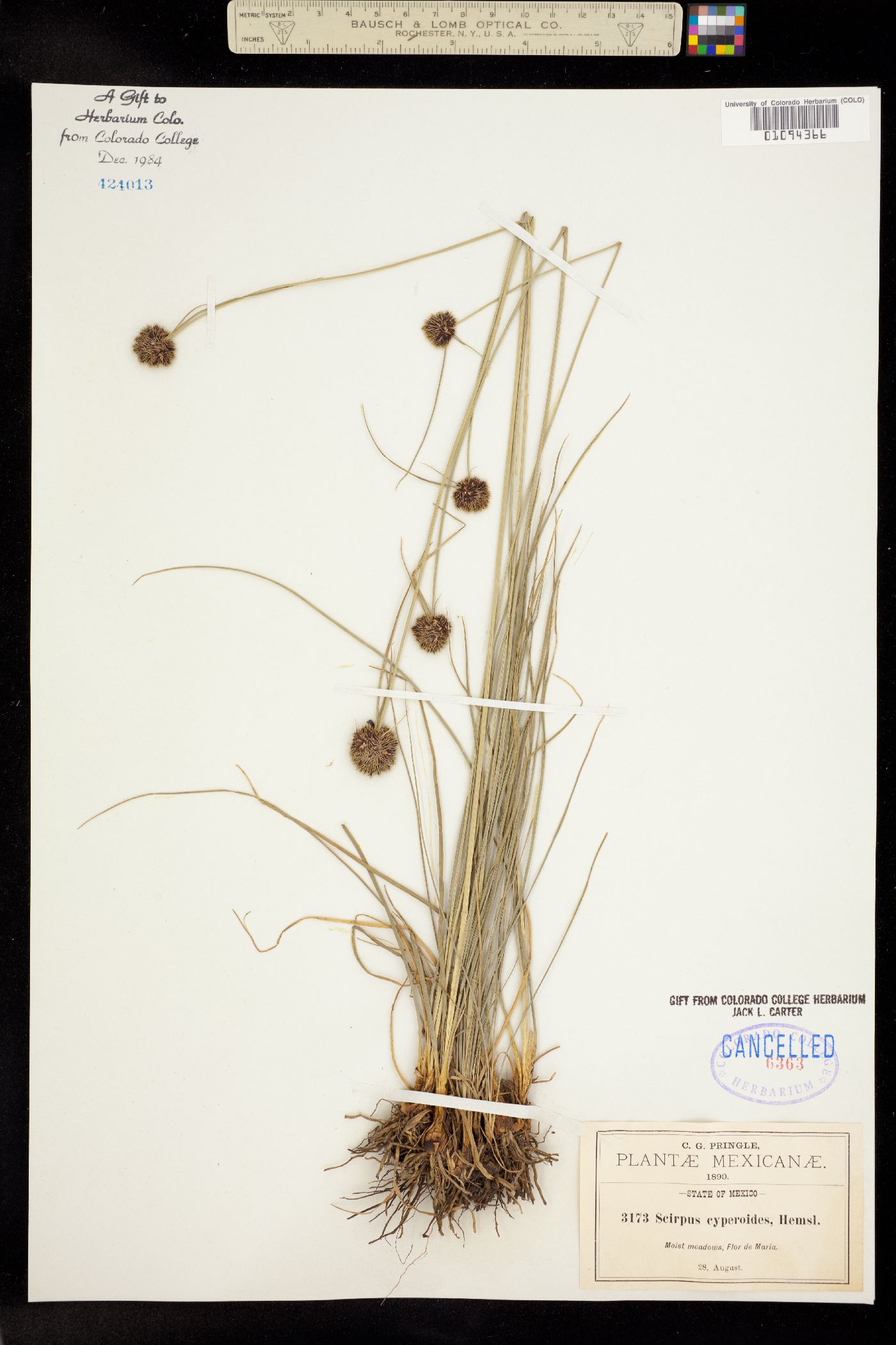 Isolepis cyperoides image