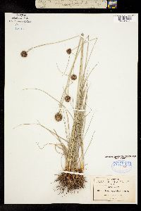 Isolepis cyperoides image