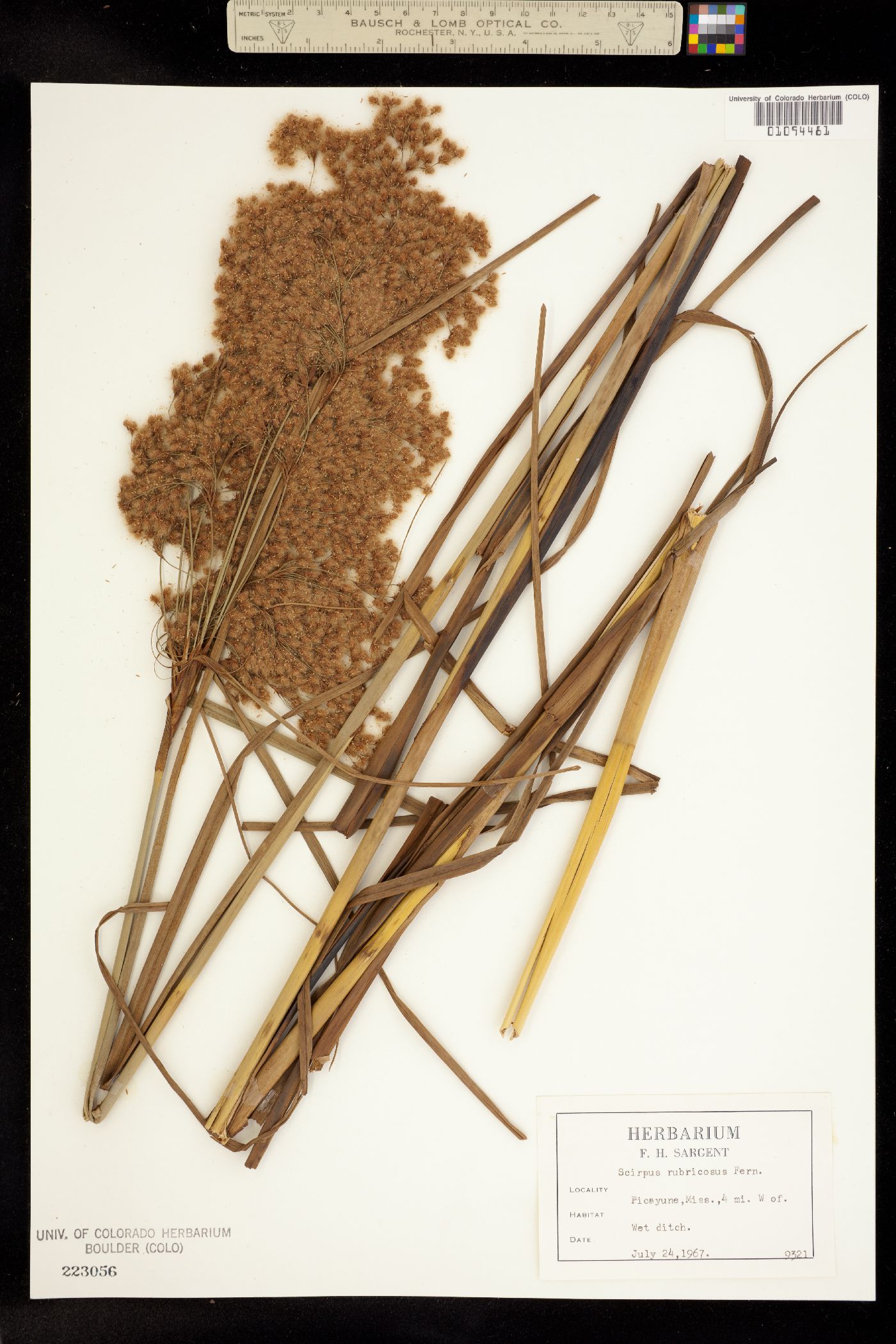Scirpus cyperinus image