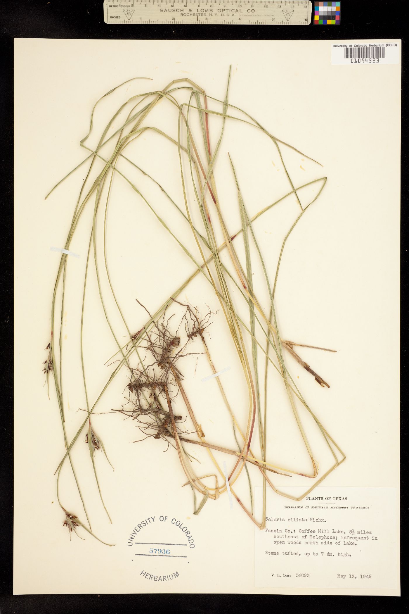 Scleria ciliata image