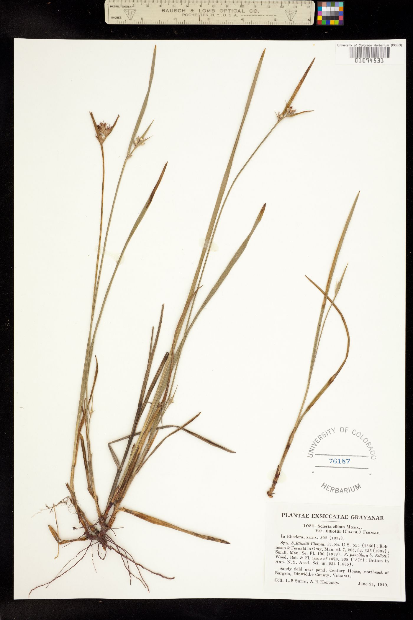 Scleria ciliata image