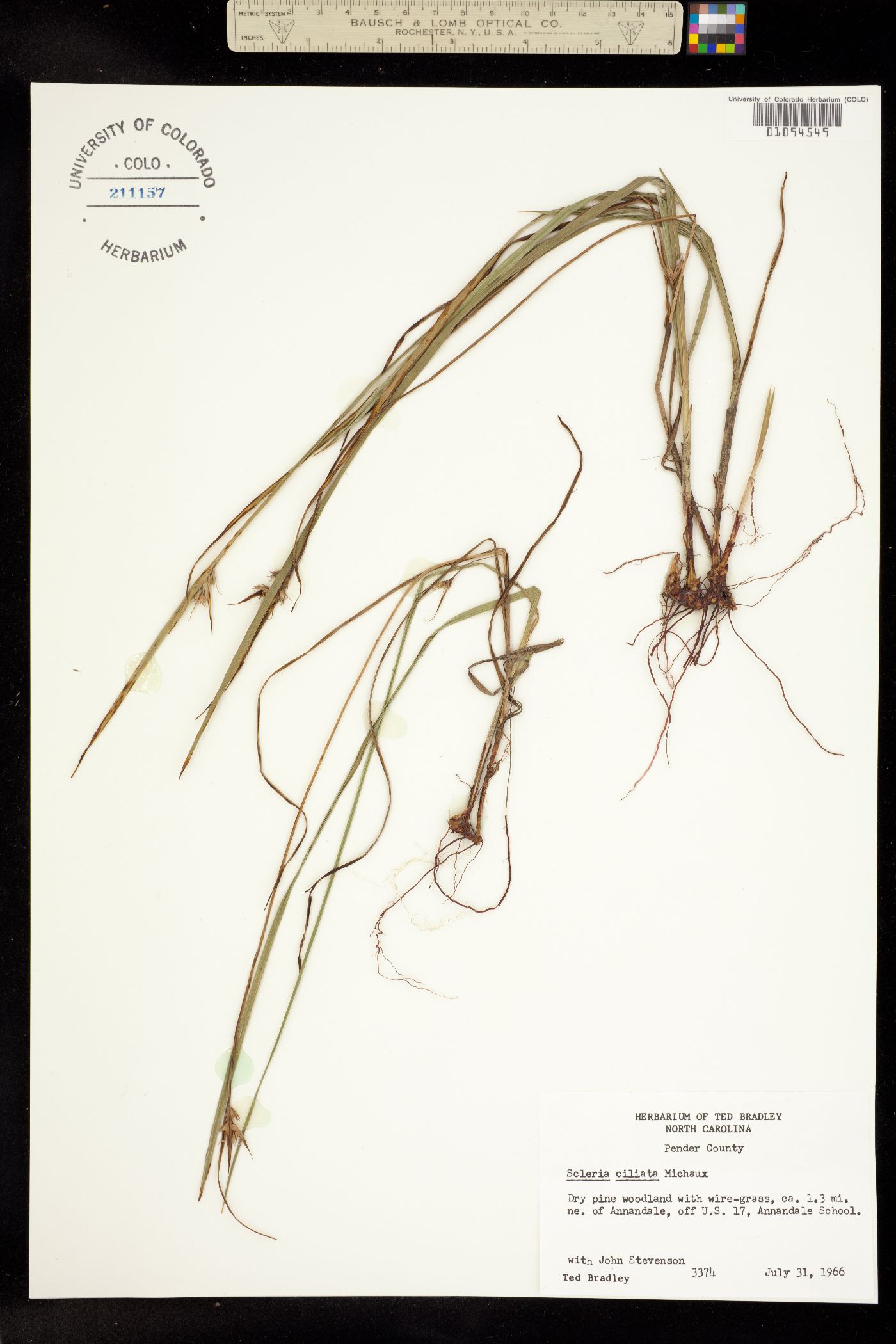 Scleria ciliata image