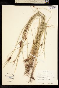 Image of Scleria ciliata