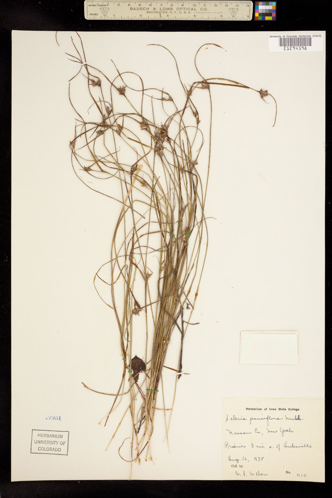 Scleria pauciflora image