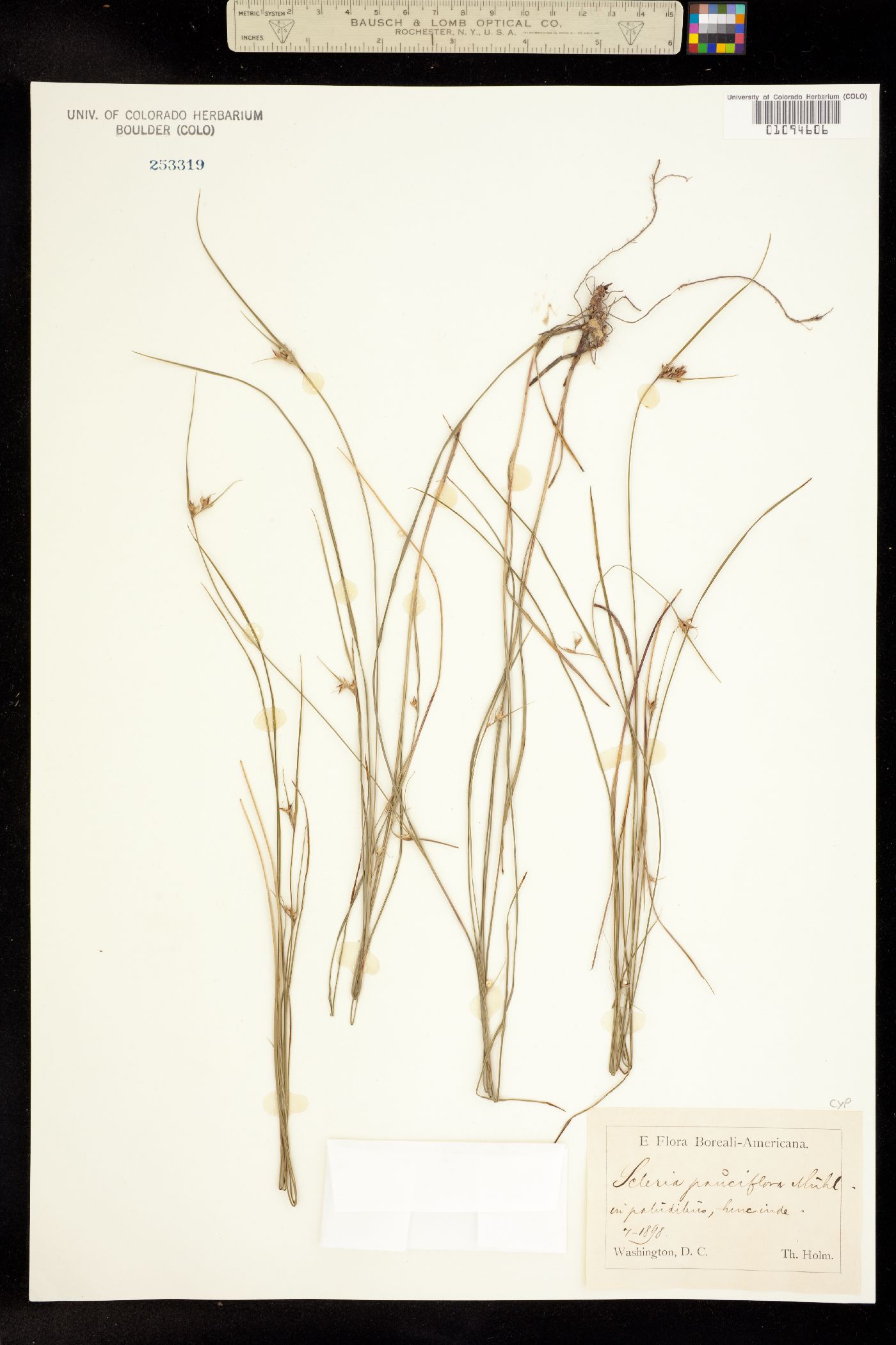 Scleria pauciflora image