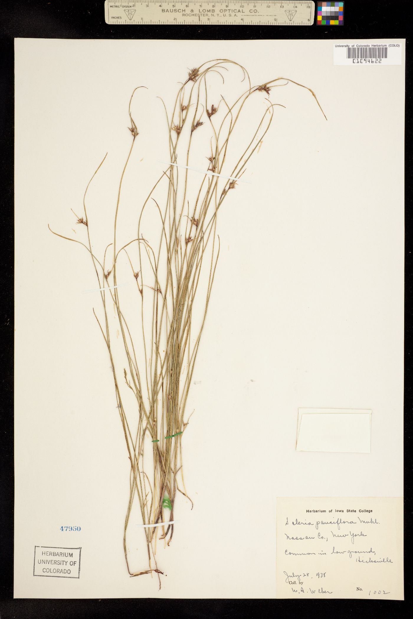 Scleria pauciflora image