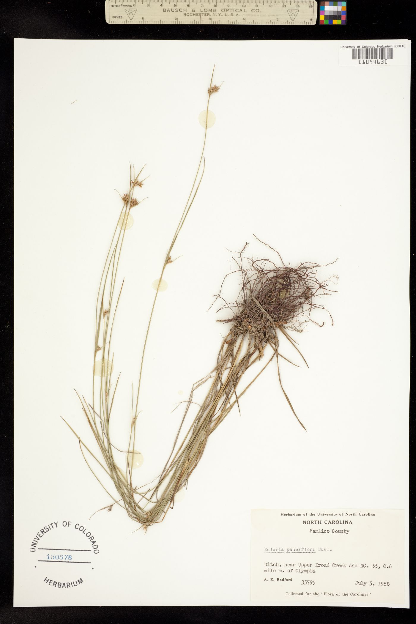 Scleria pauciflora image