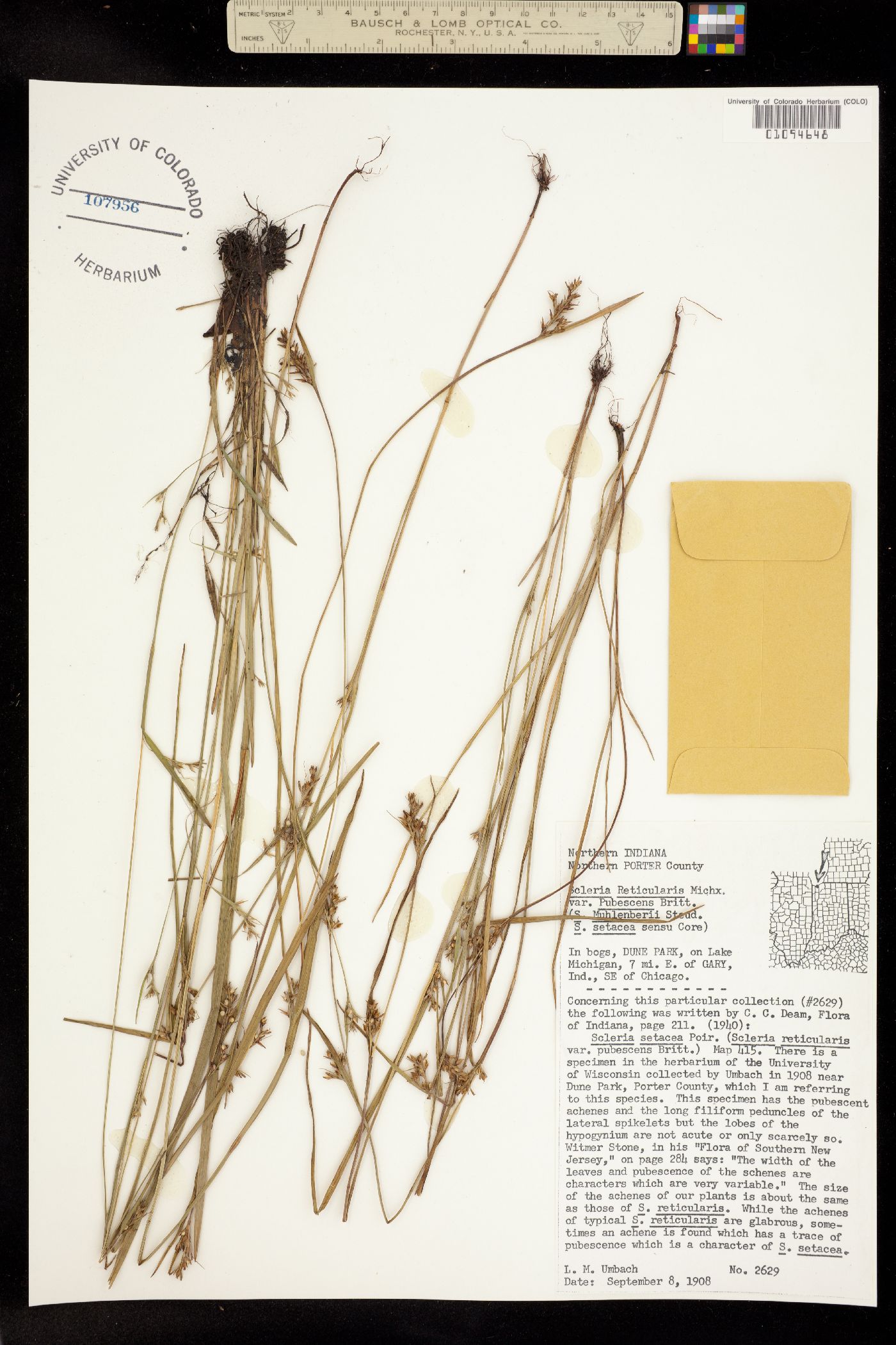 Scleria reticularis image