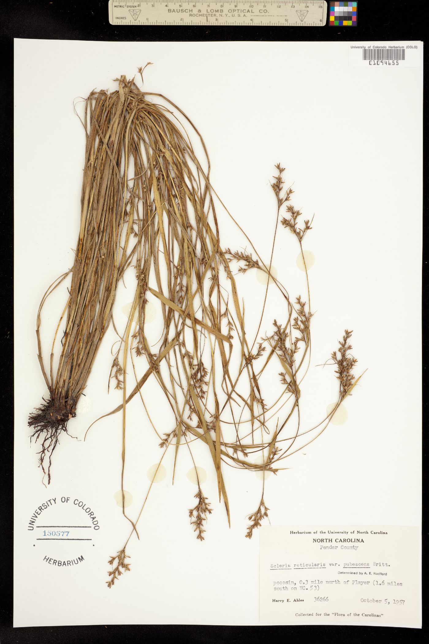 Scleria reticularis image