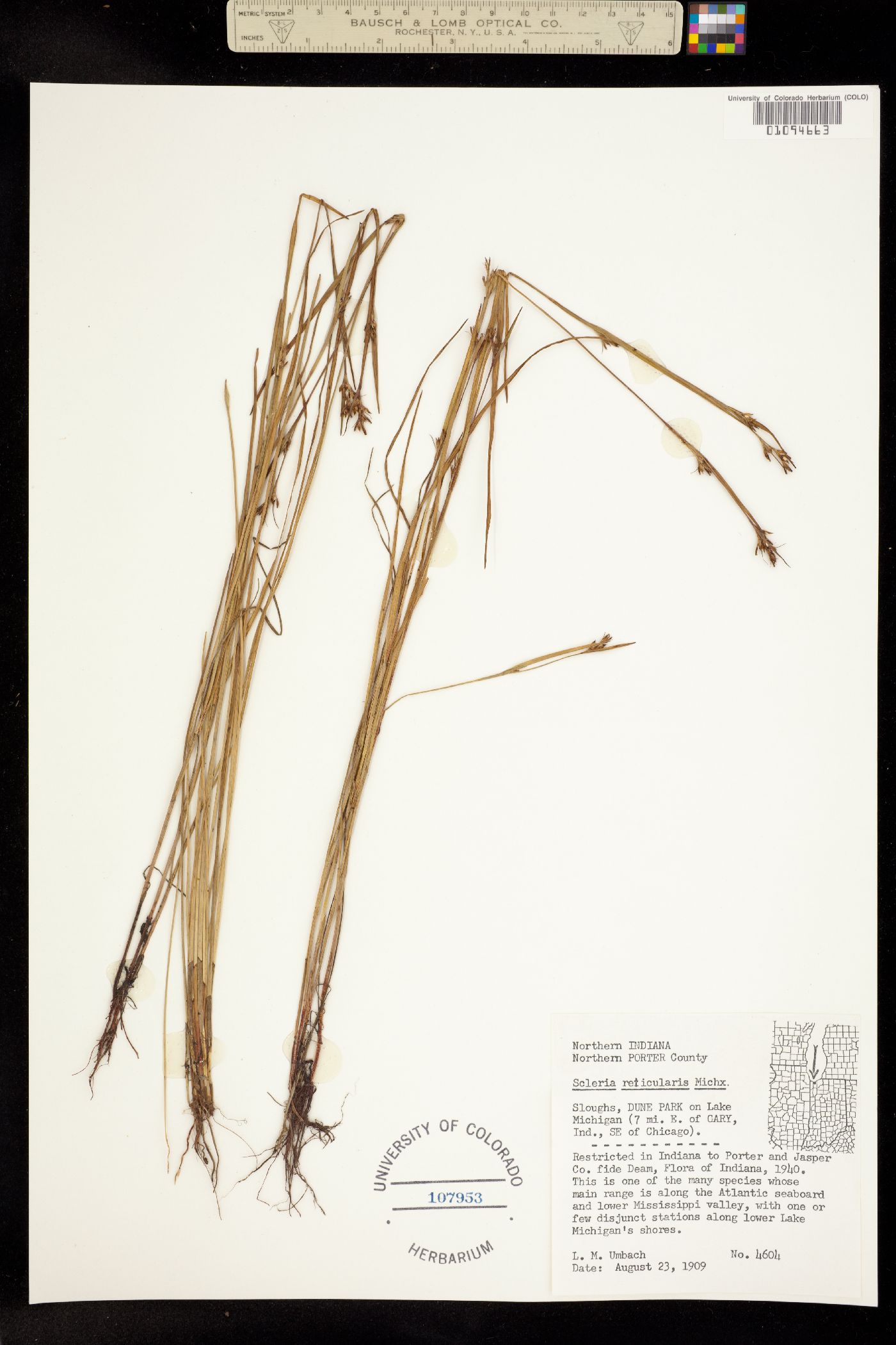 Scleria reticularis image