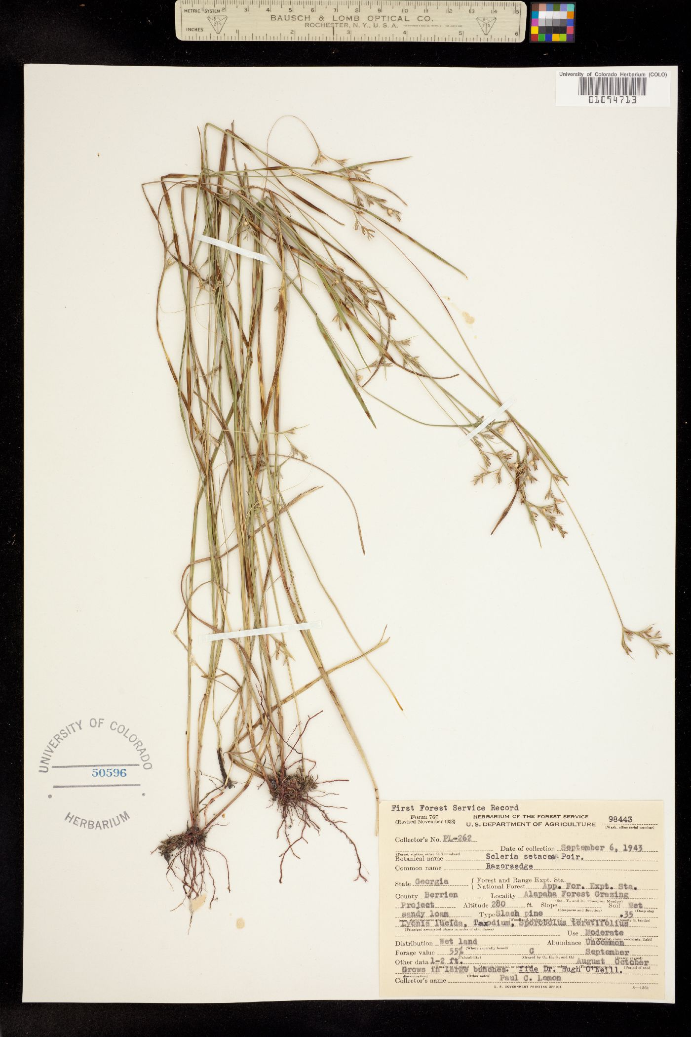 Scleria muehlenbergii image