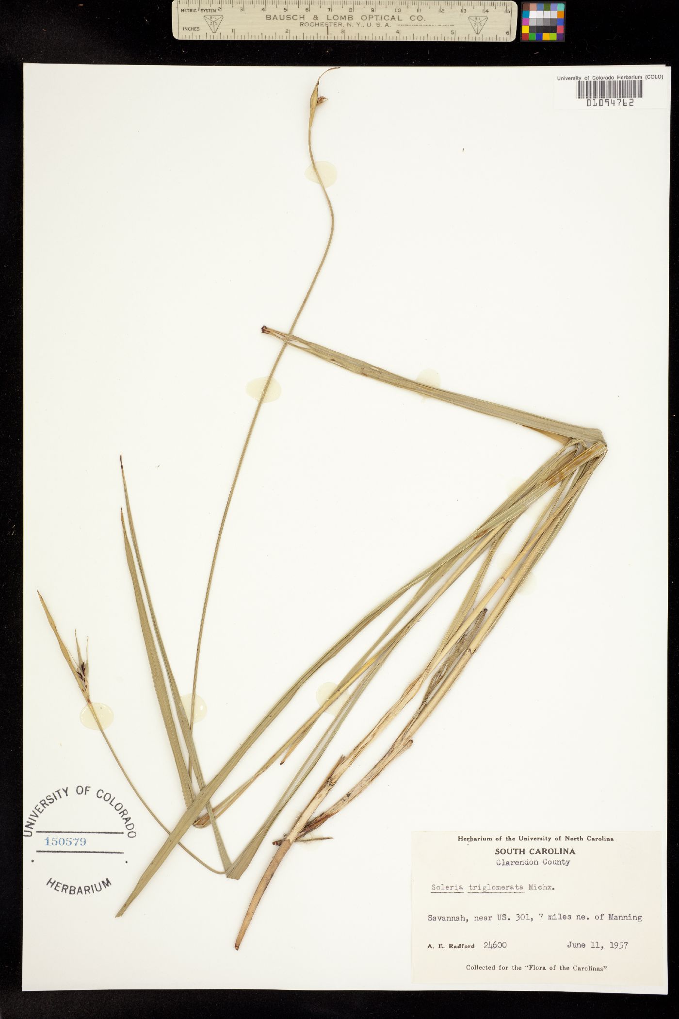 Scleria image