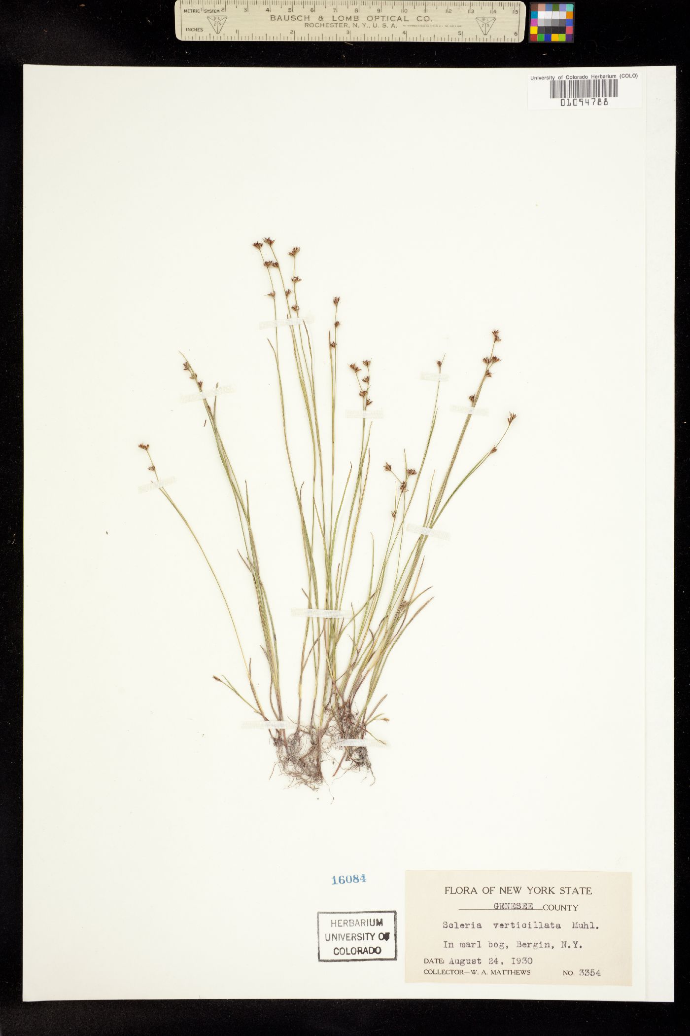 Scleria verticillata image