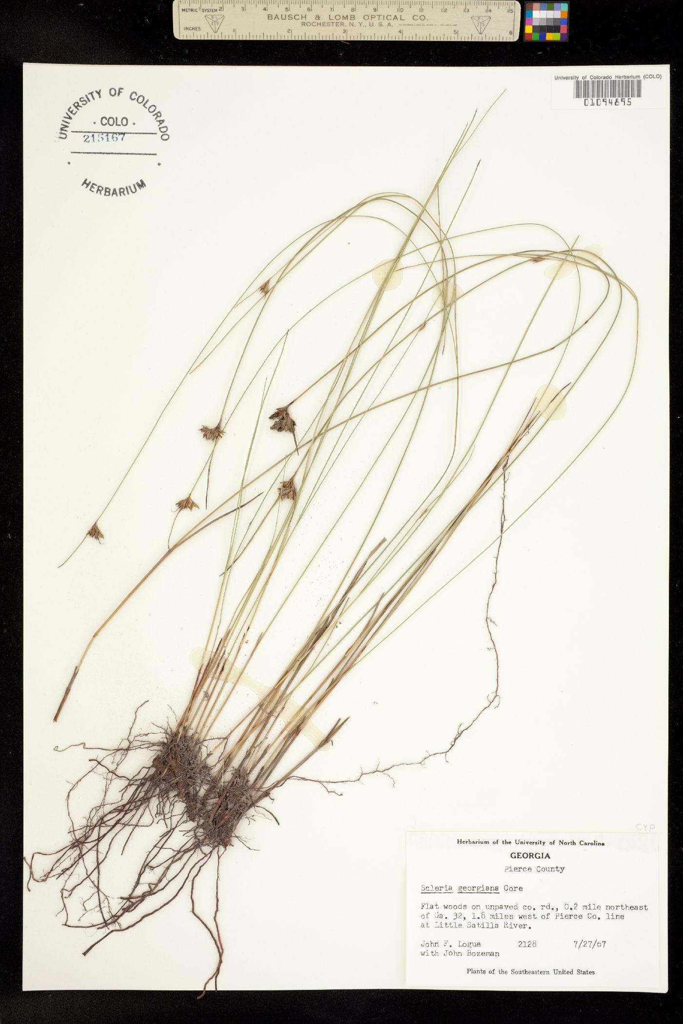 Scleria georgiana image