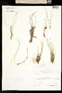 Trichophorum cespitosum image