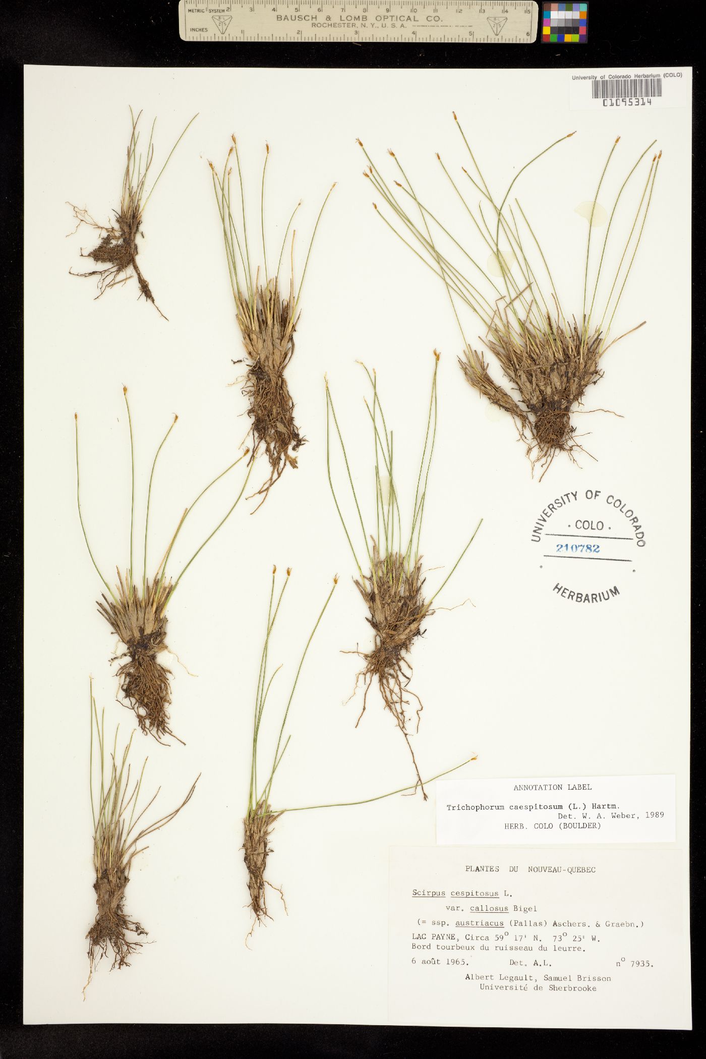 Trichophorum cespitosum image