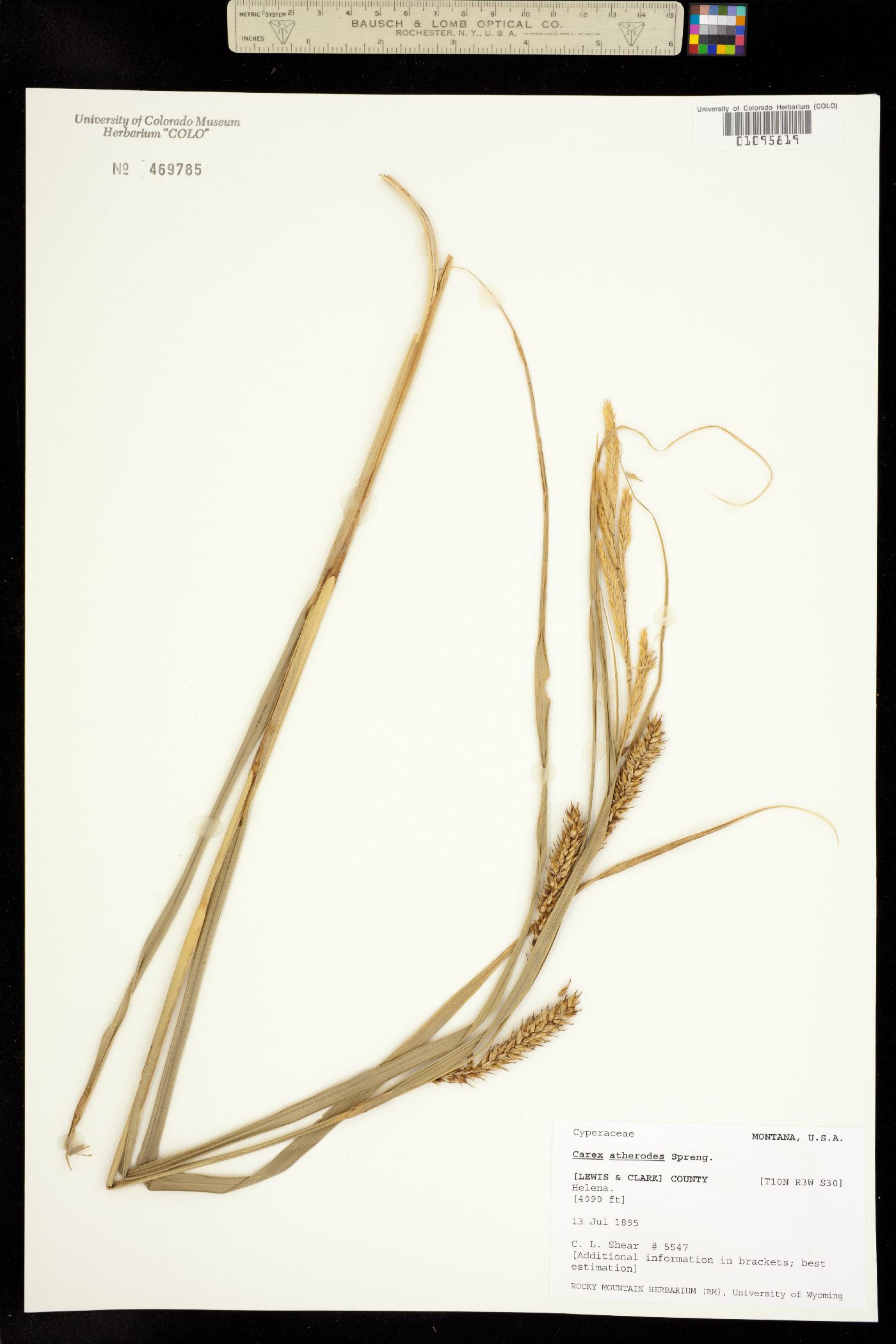 Carex atherodes image