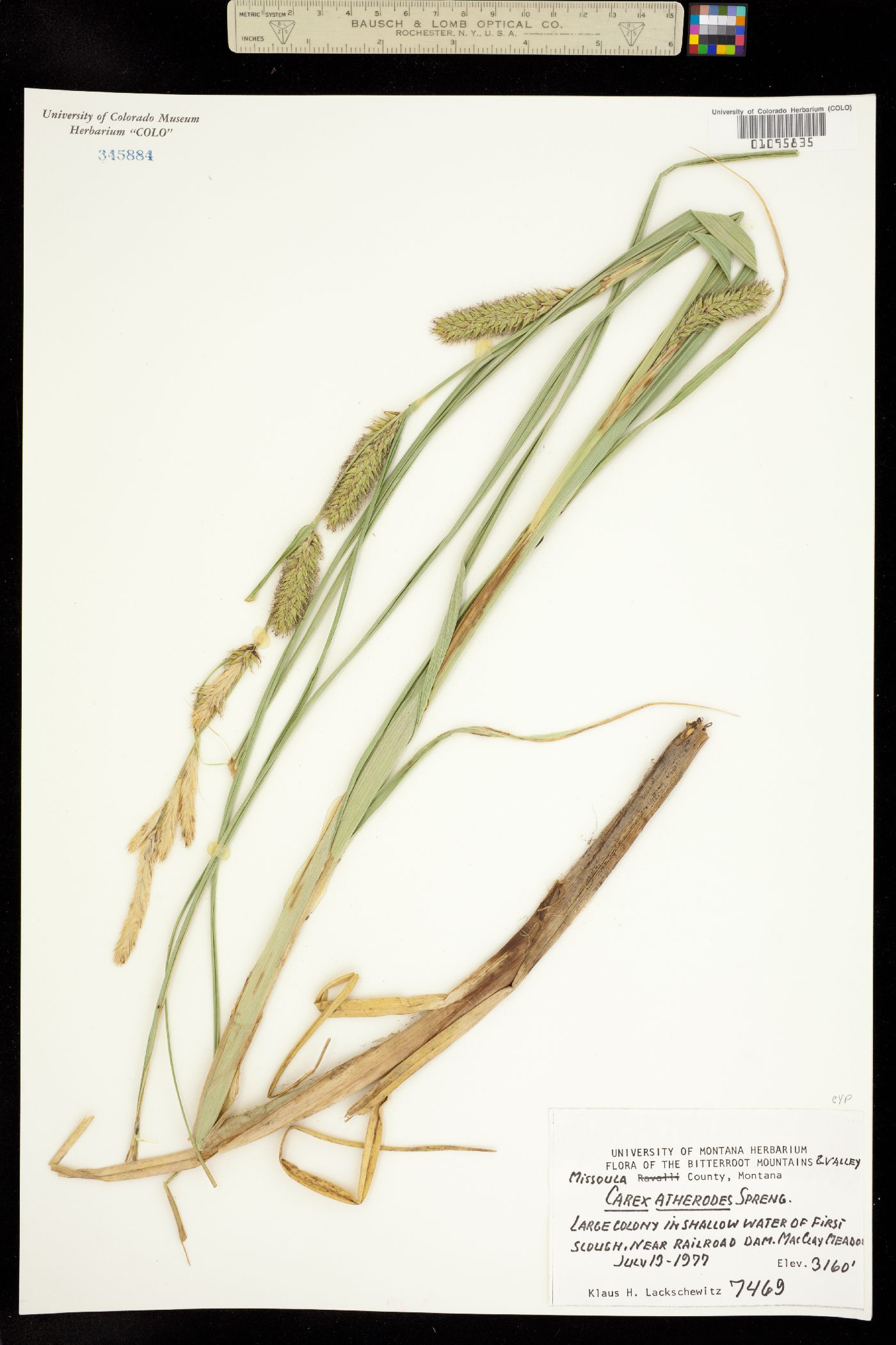 Carex atherodes image