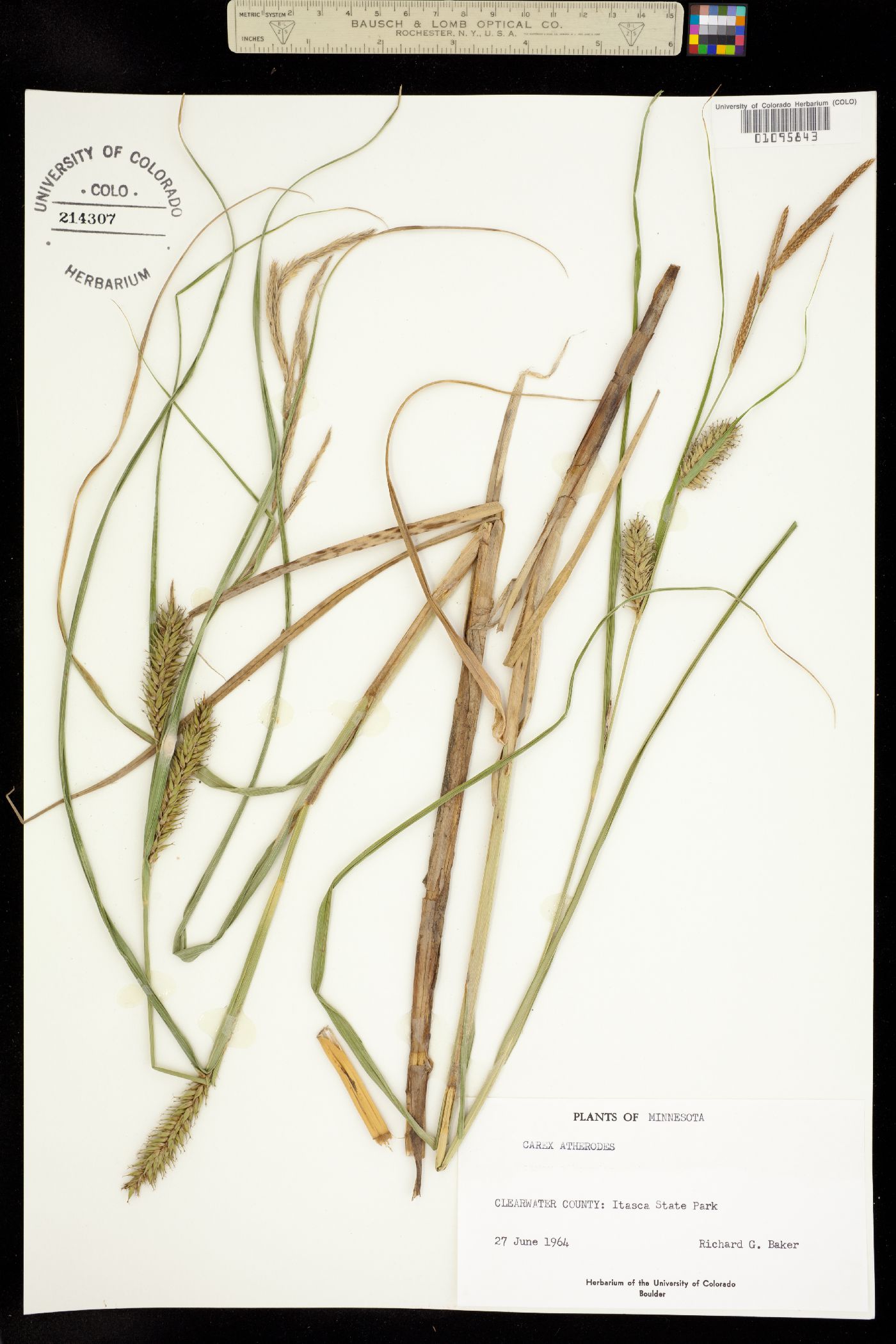 Carex atherodes image