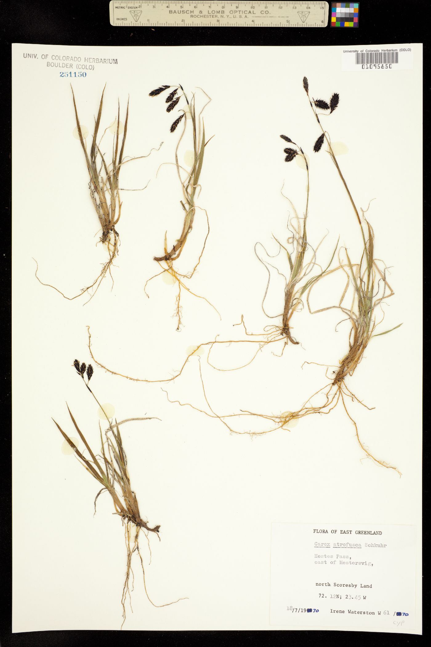 Carex atrofusca image