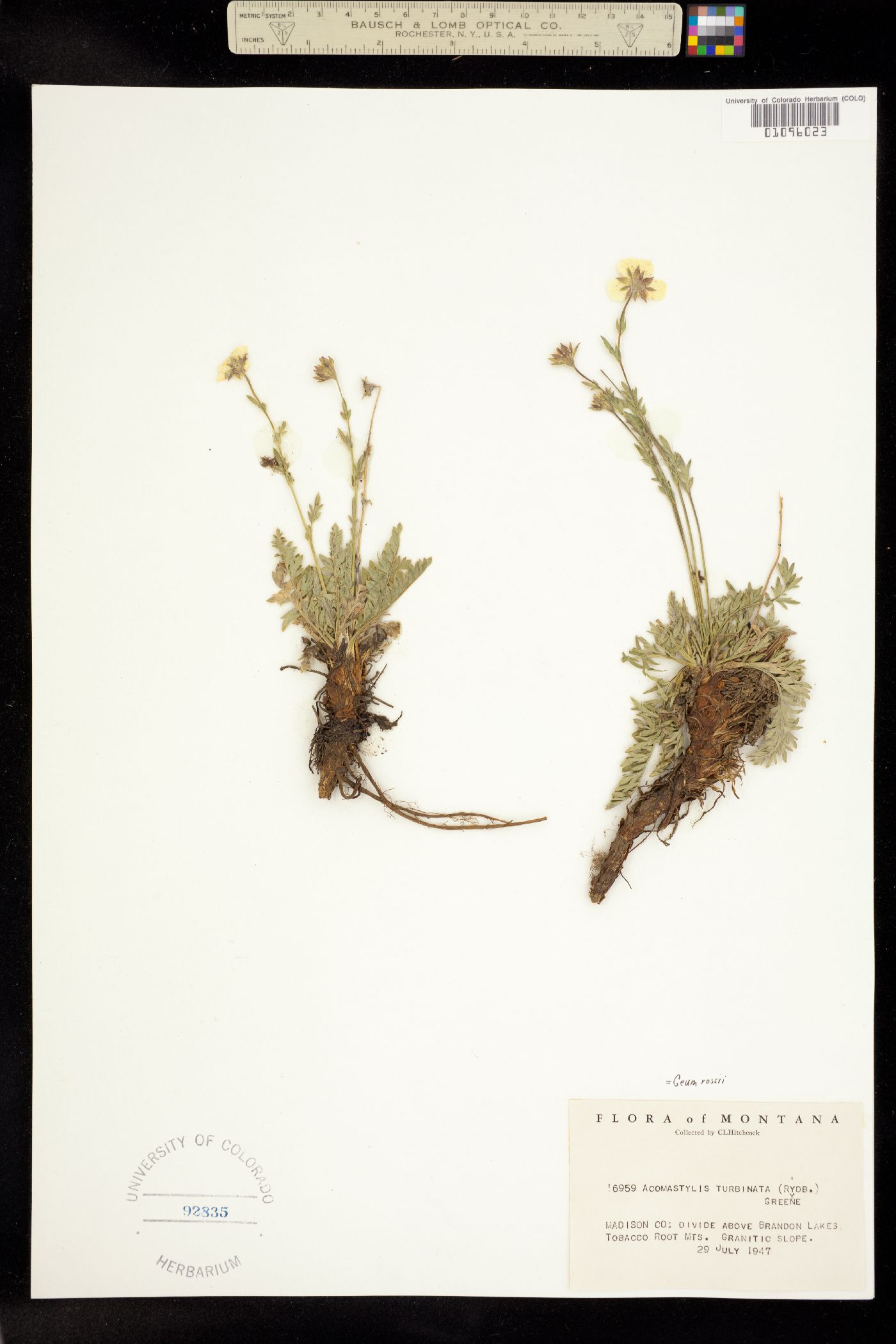 Acomastylis rossii image