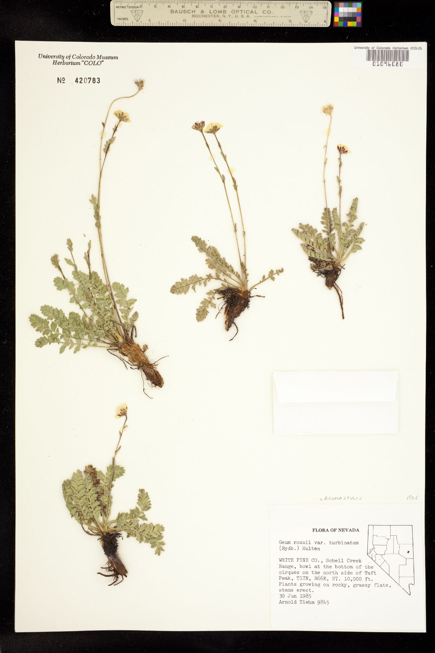 Geum rossii image