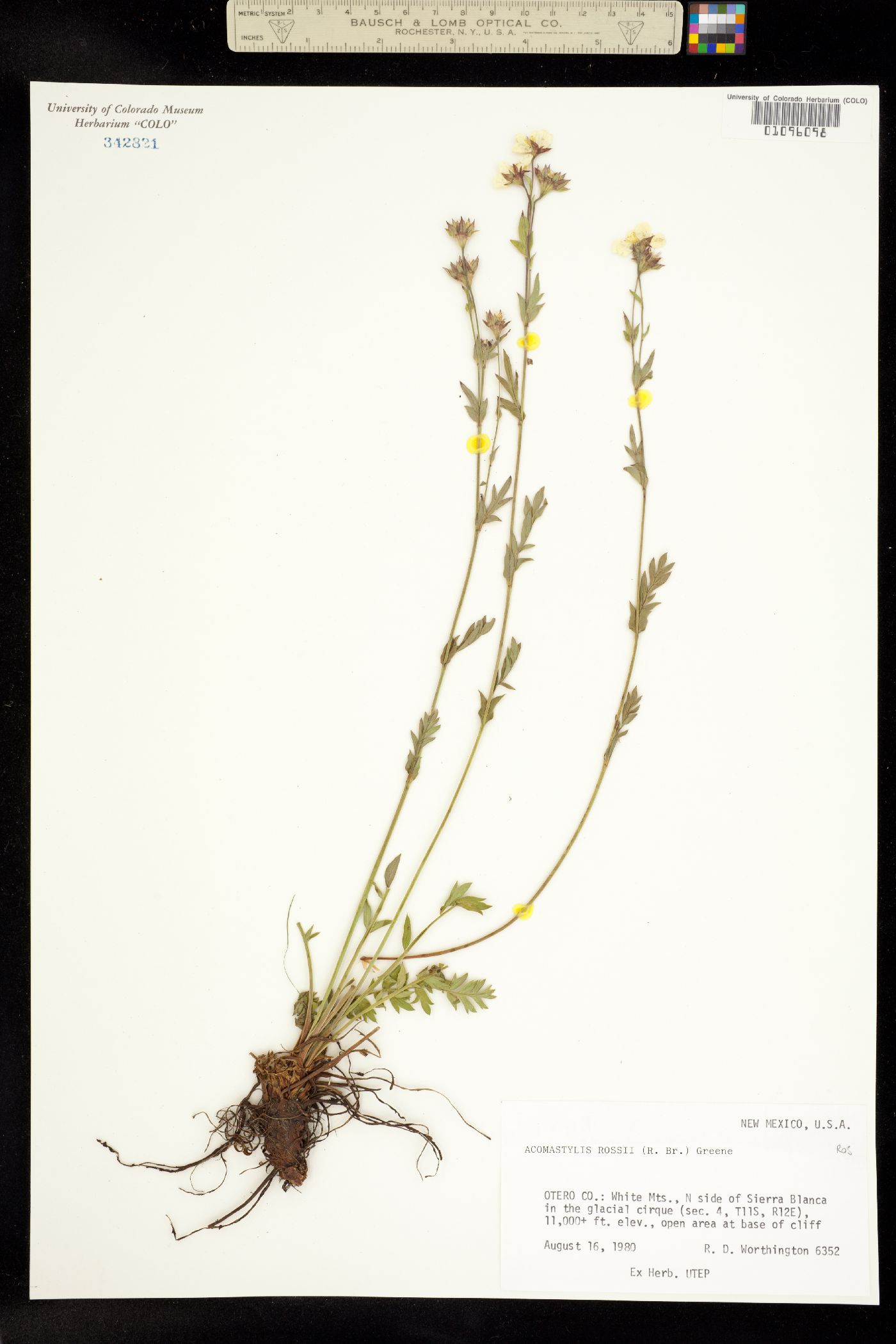 Geum rossii image