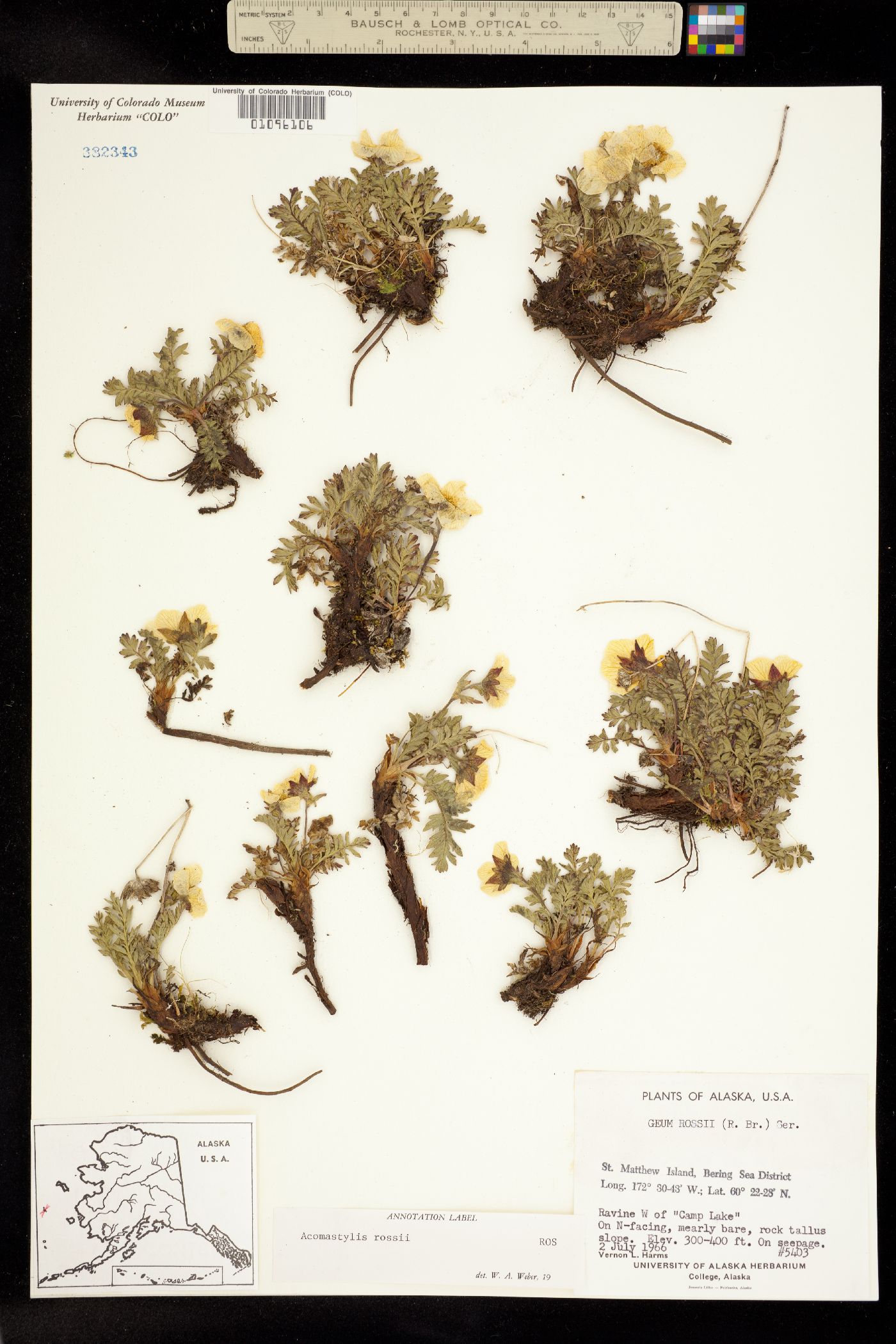 Acomastylis rossii image