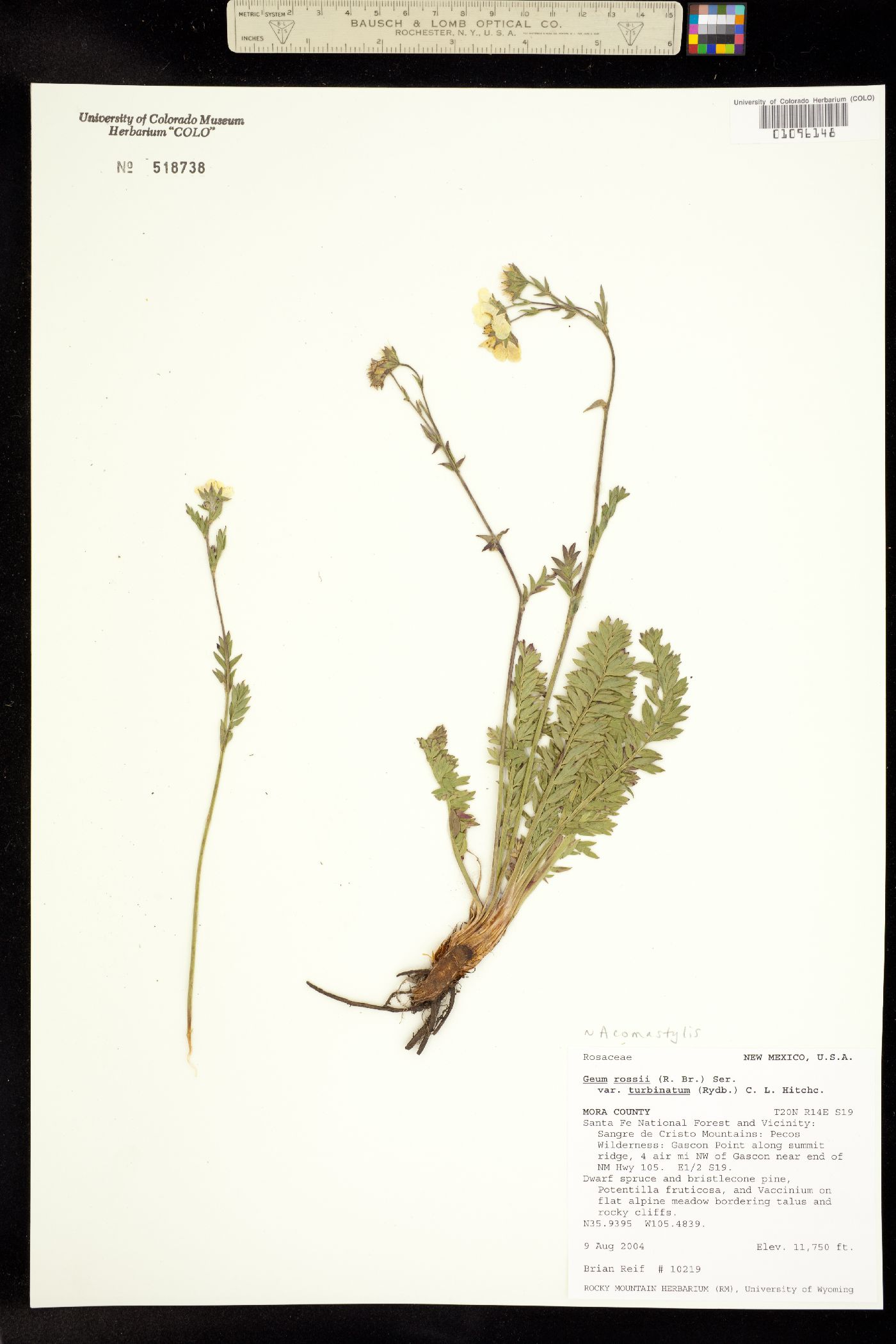 Geum rossii image