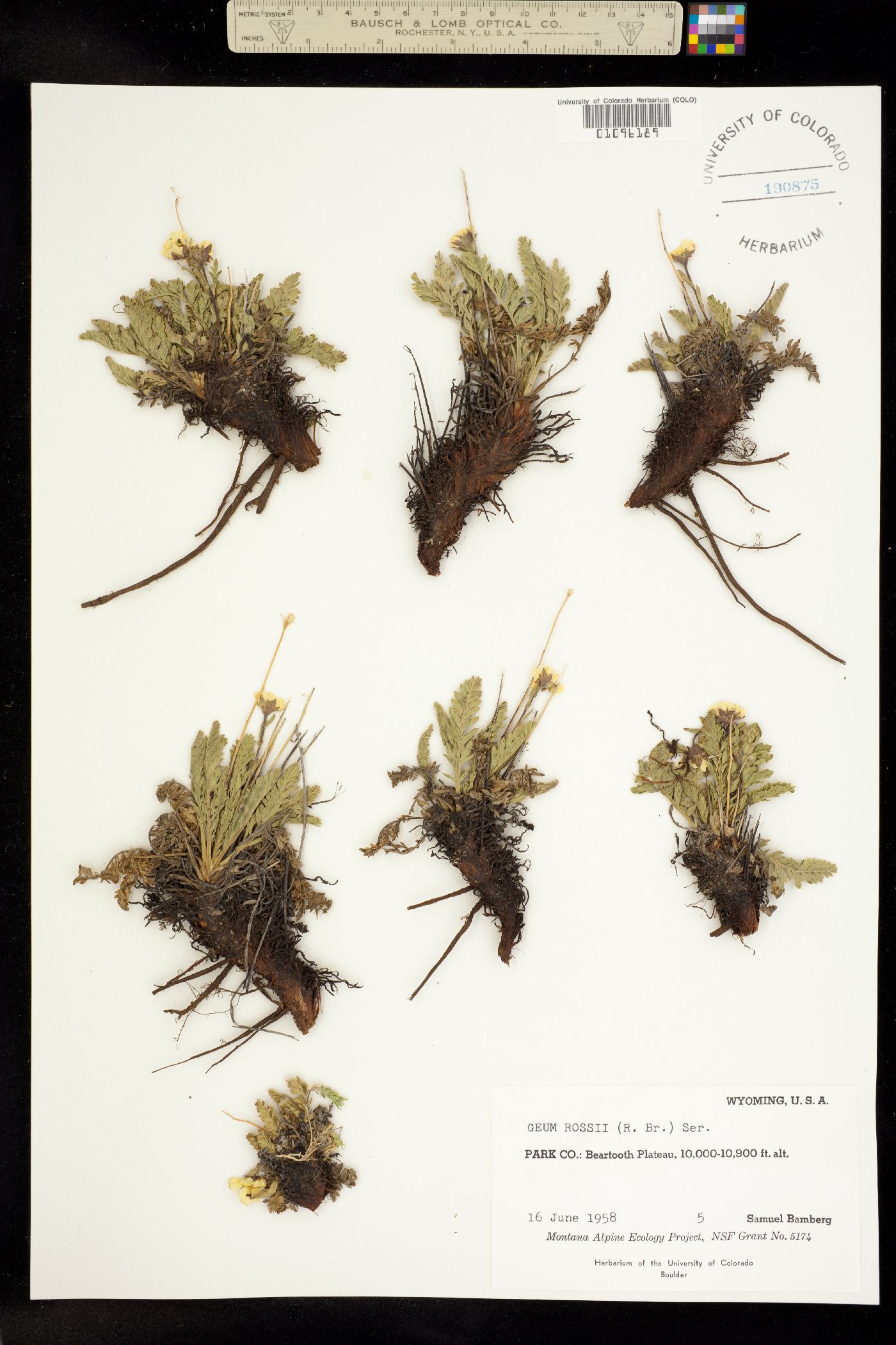 Geum rossii image