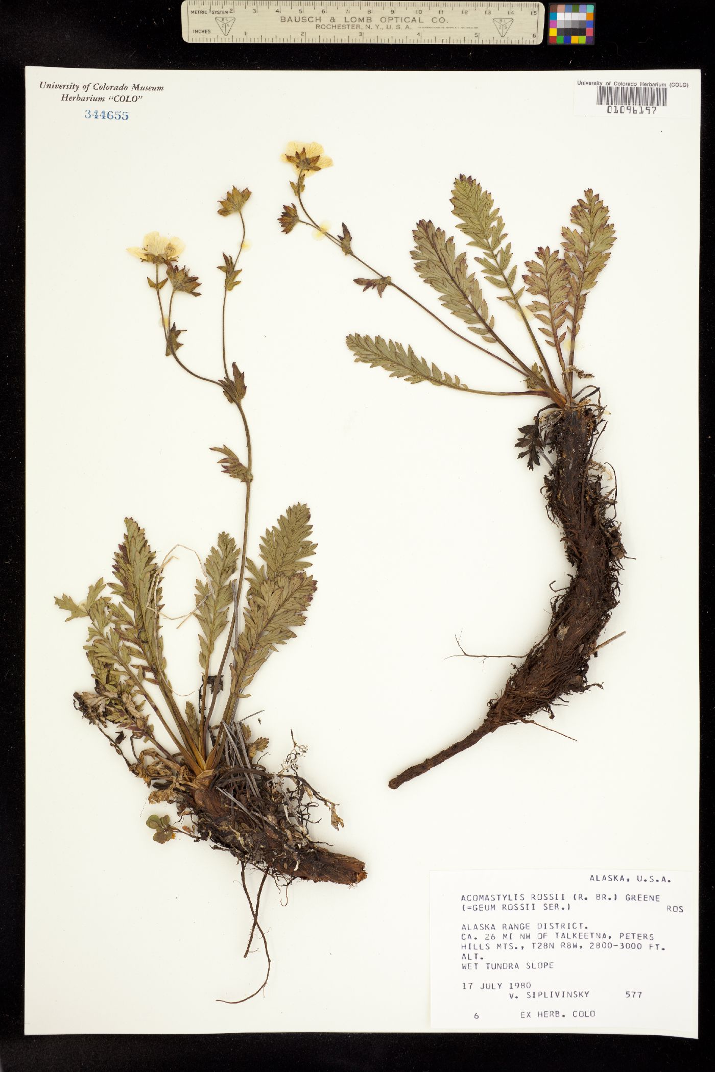 Acomastylis rossii image