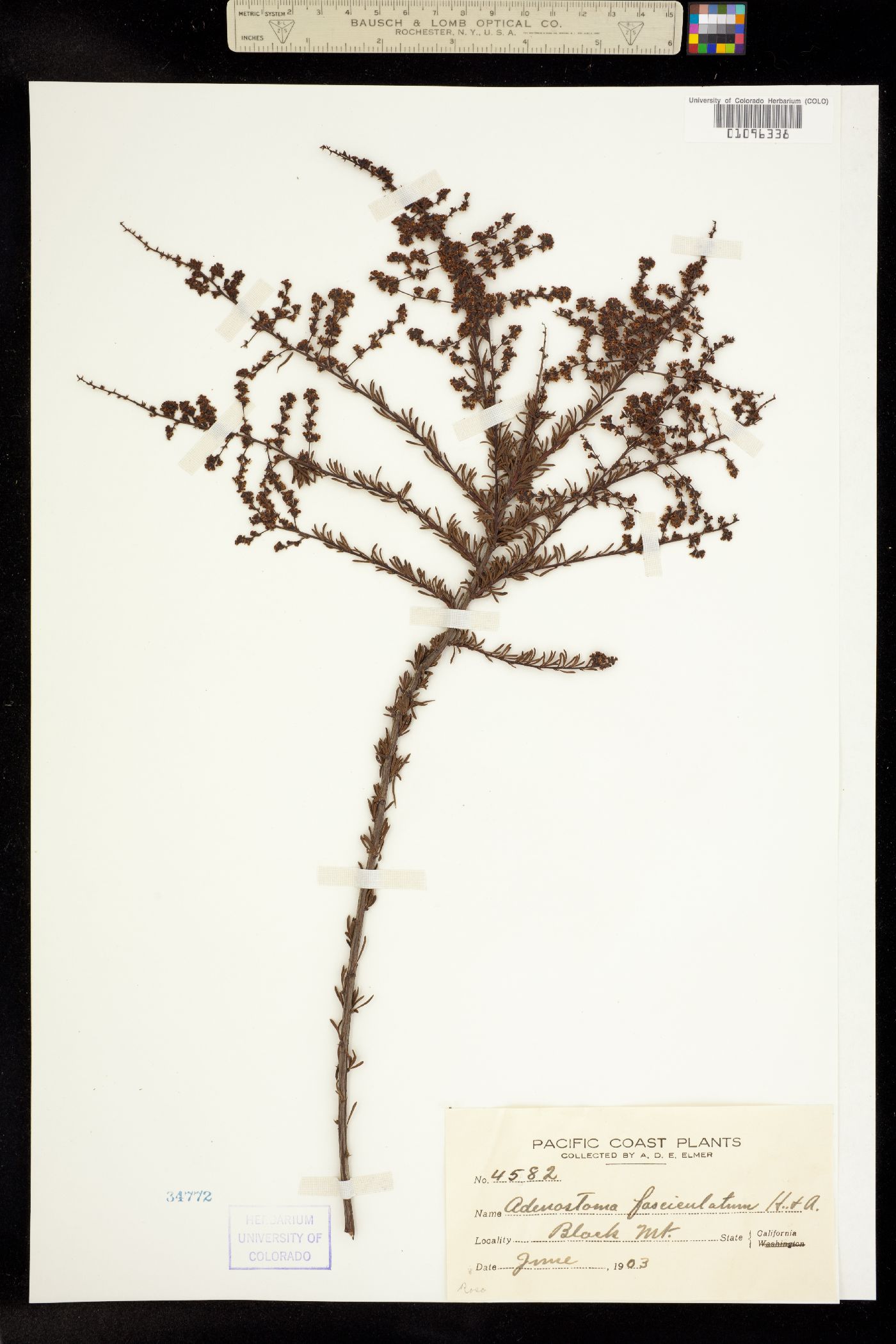 Adenostoma fasciculatum image