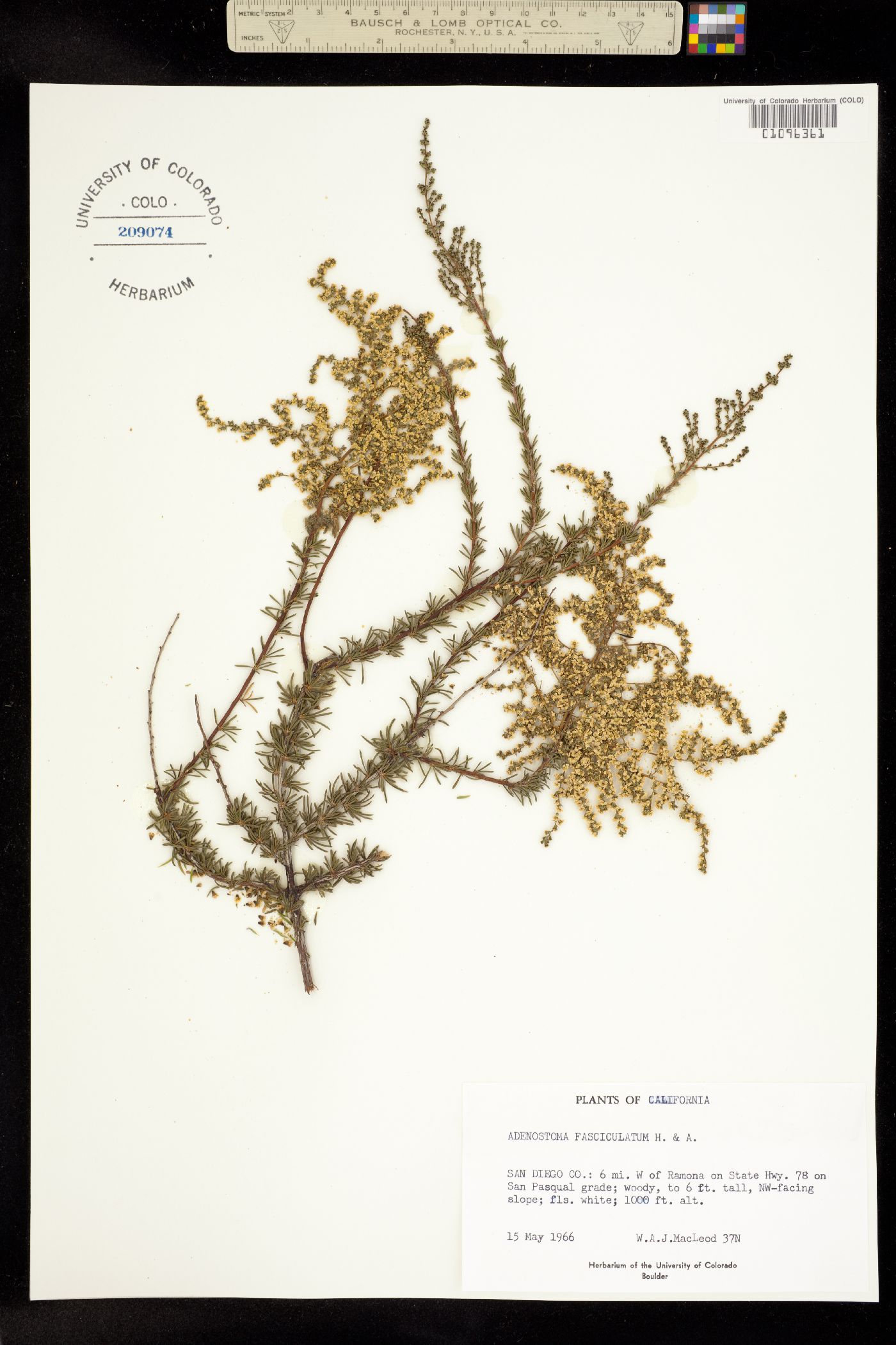 Adenostoma fasciculatum image