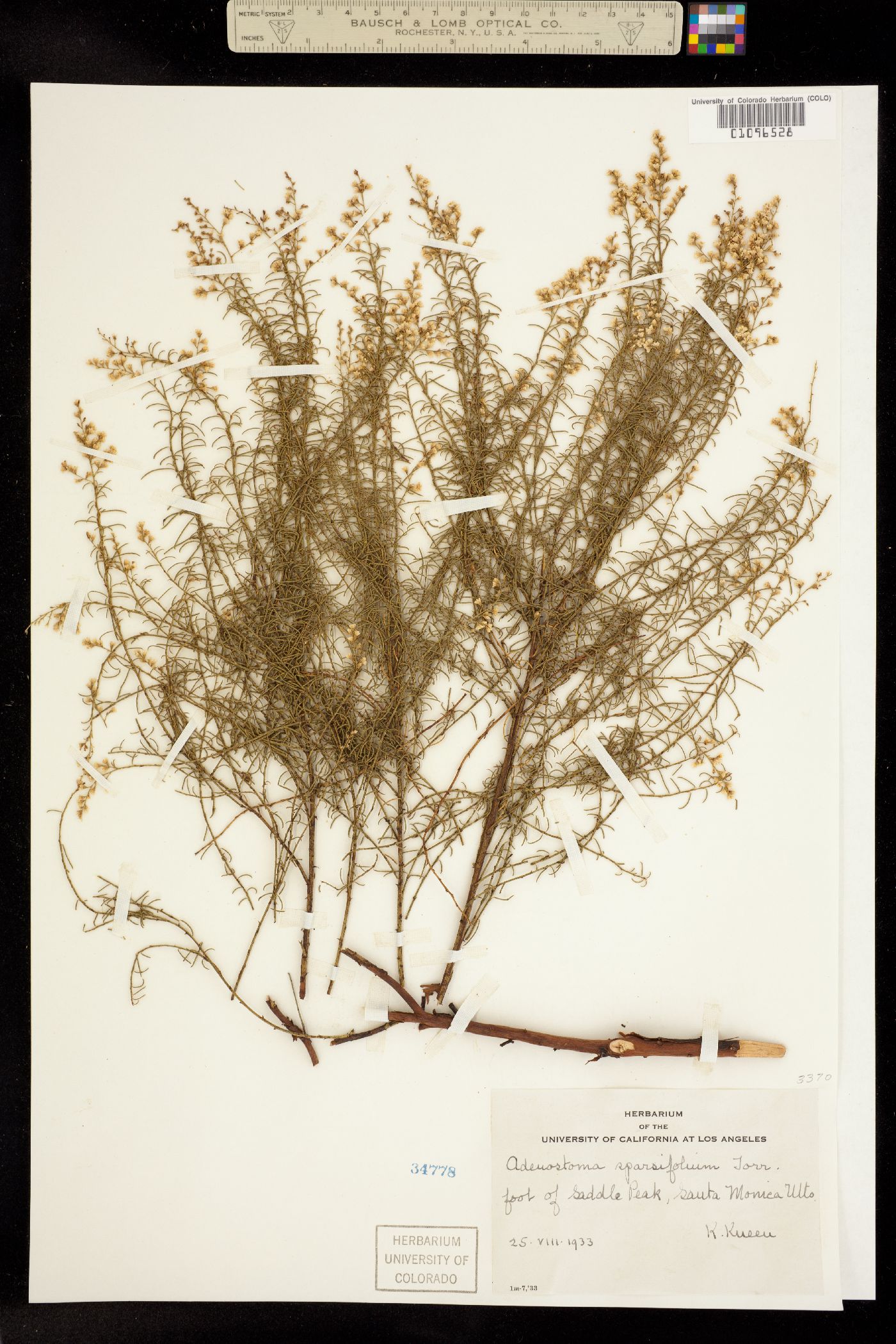 Adenostoma sparsifolium image