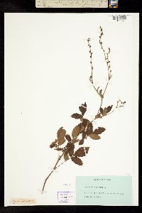 Image of Agrimonia eupatoria