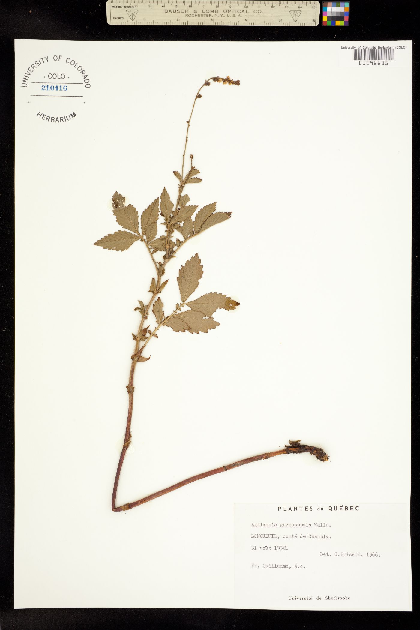 Agrimonia gryposepala image