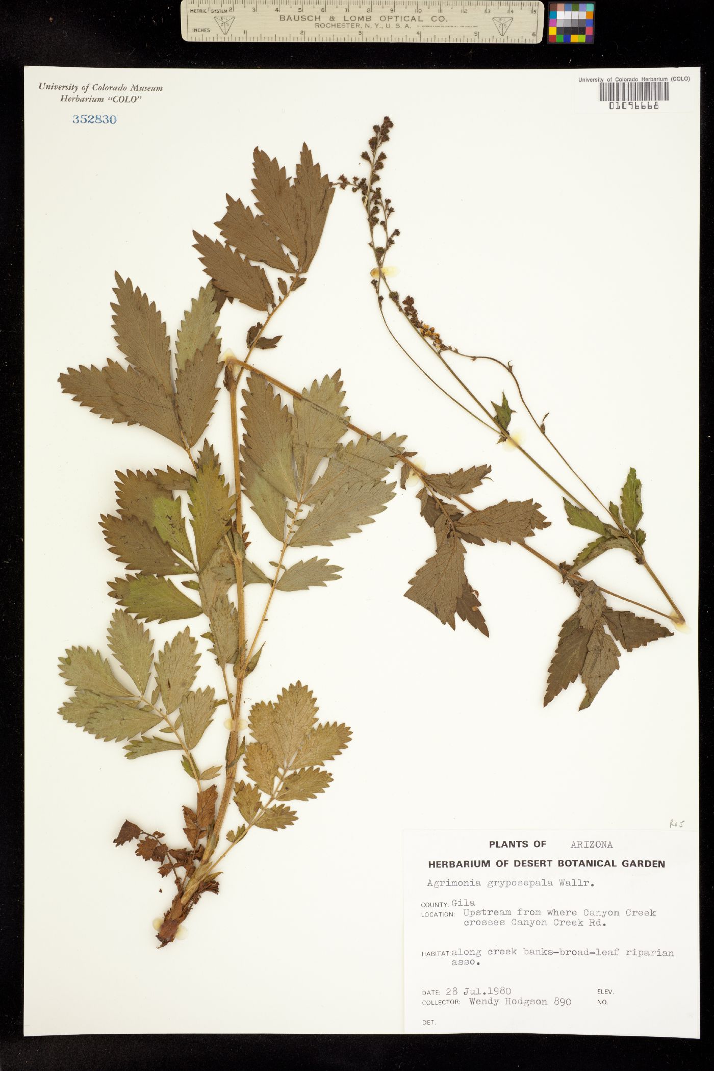 Agrimonia gryposepala image