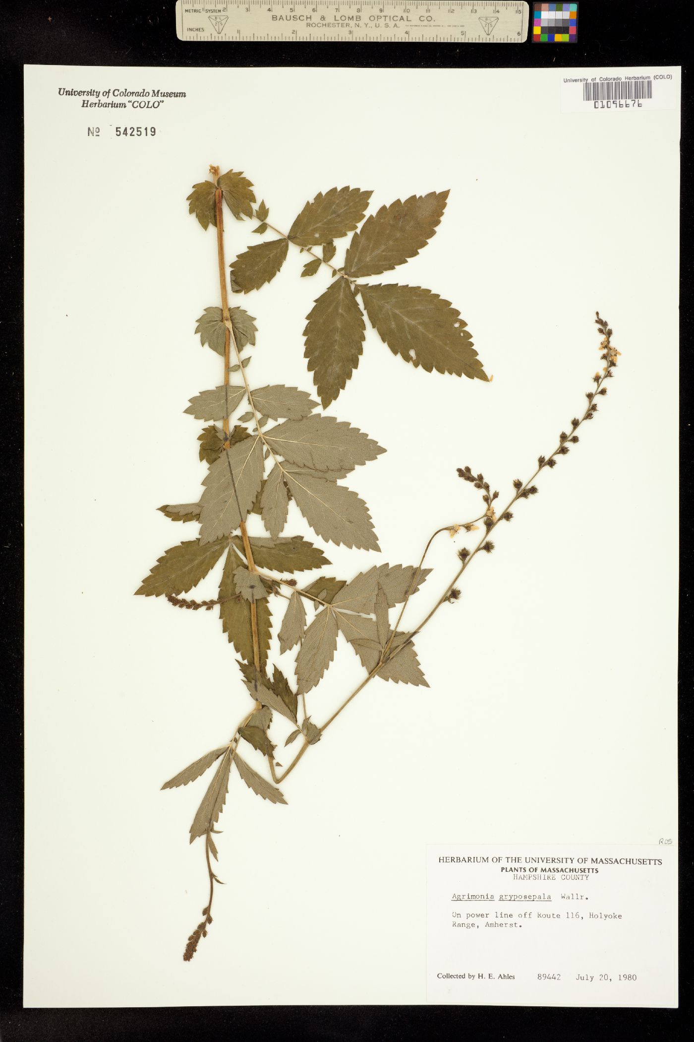 Agrimonia gryposepala image