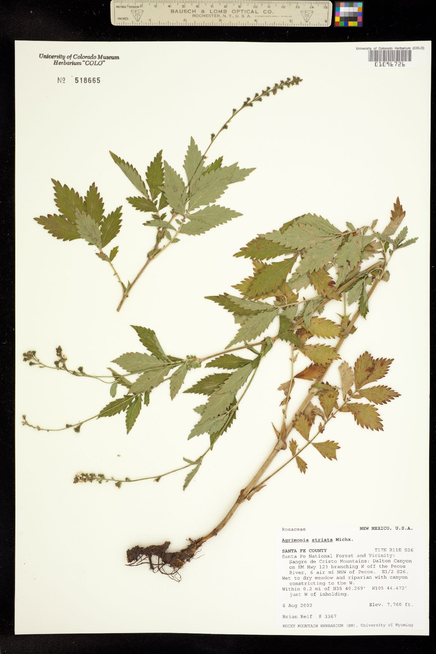 Agrimonia striata image