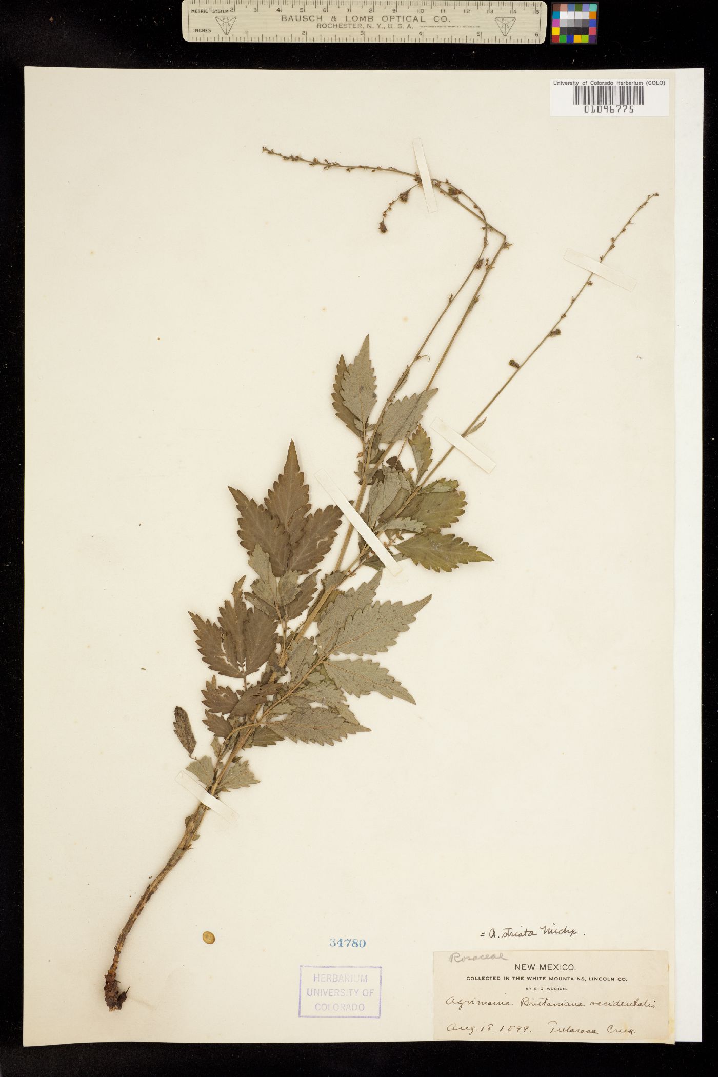Agrimonia striata image