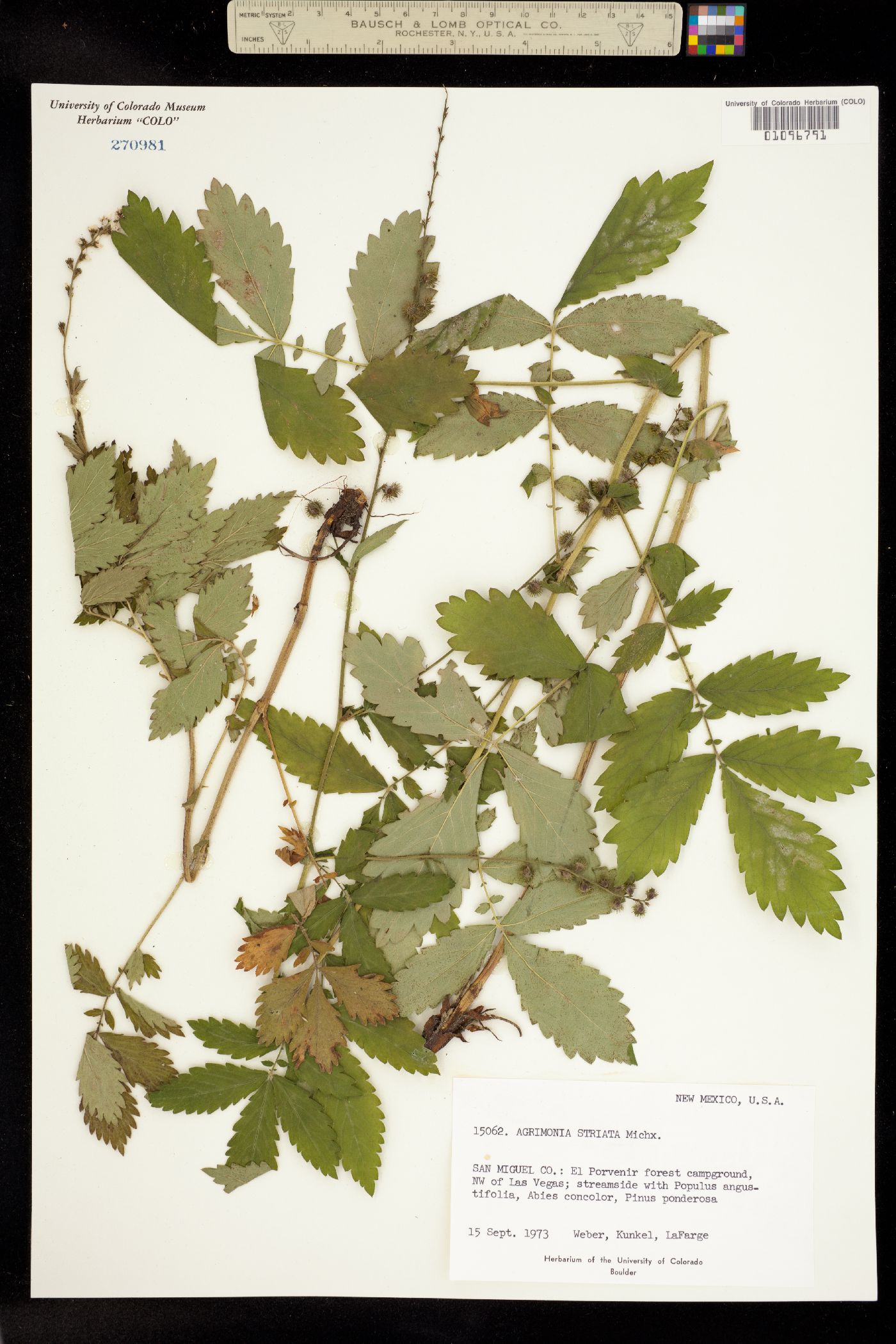 Agrimonia striata image