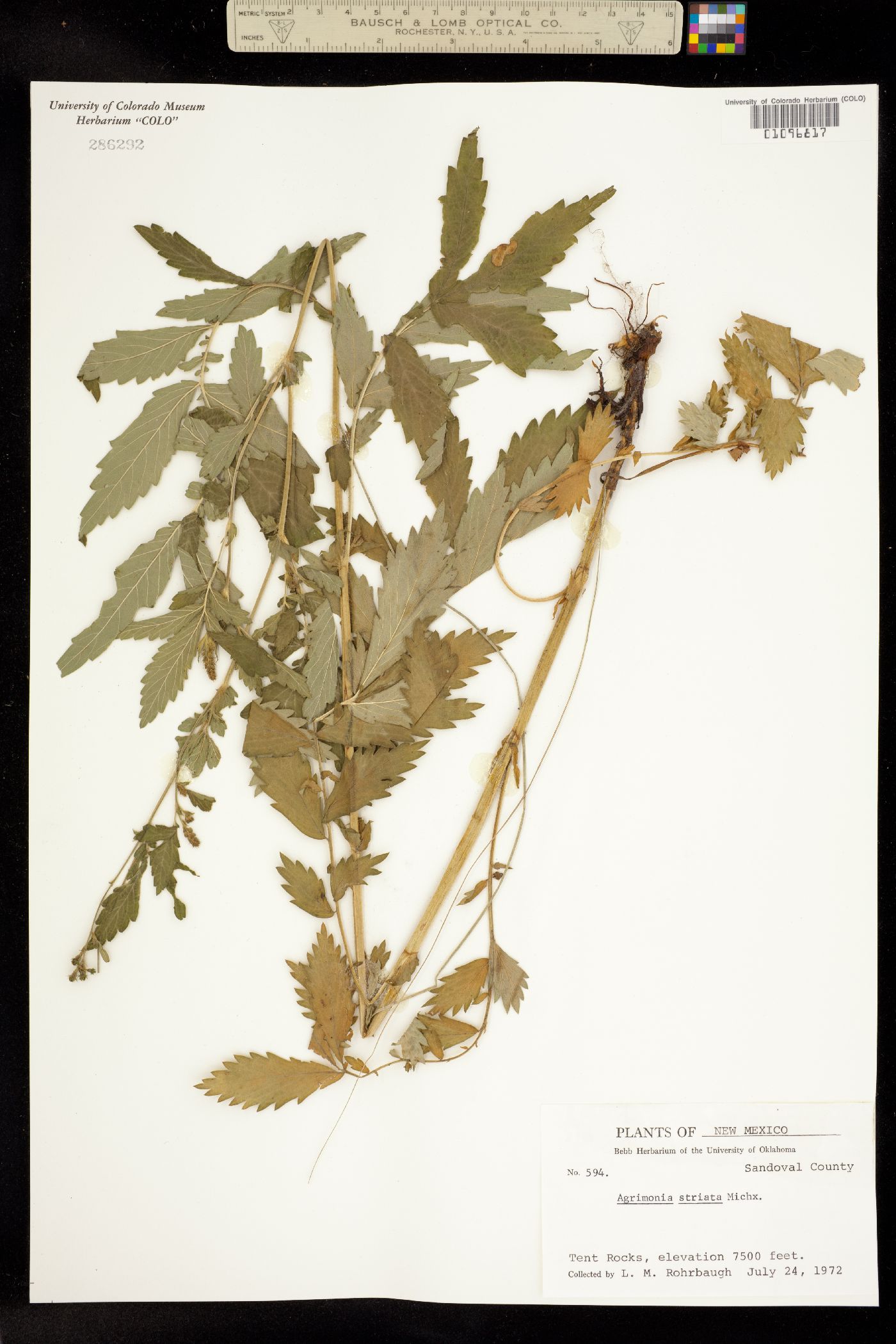 Agrimonia striata image