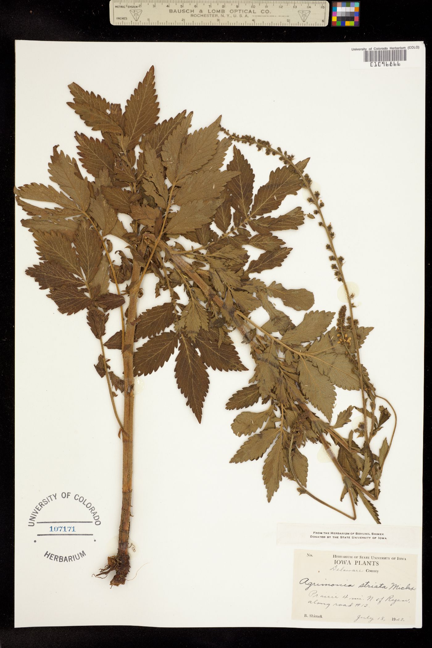 Agrimonia striata image